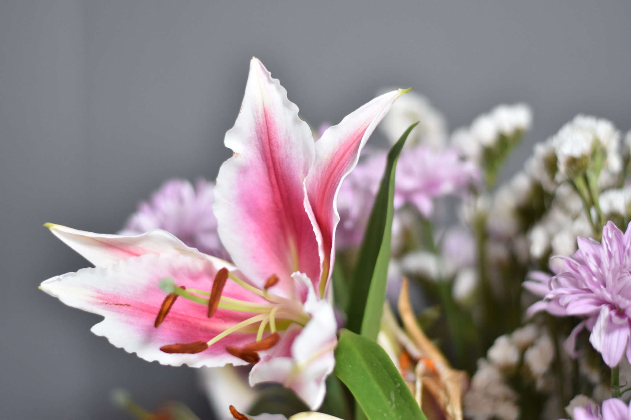 Nikon D5500 + Nikon AF-S Nikkor 50mm F1.8G sample photo
