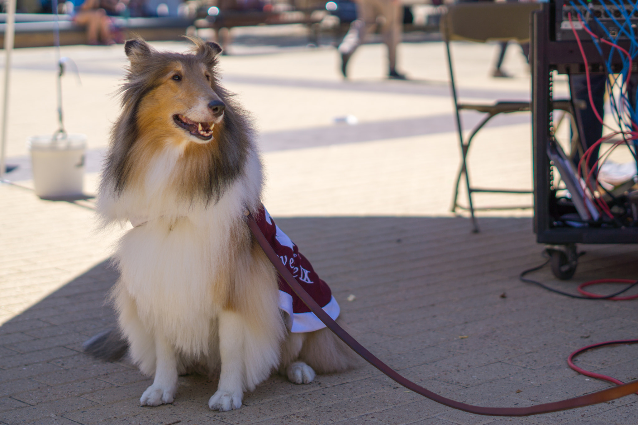 Sony FE 50mm F1.8 sample photo. Dsc photography