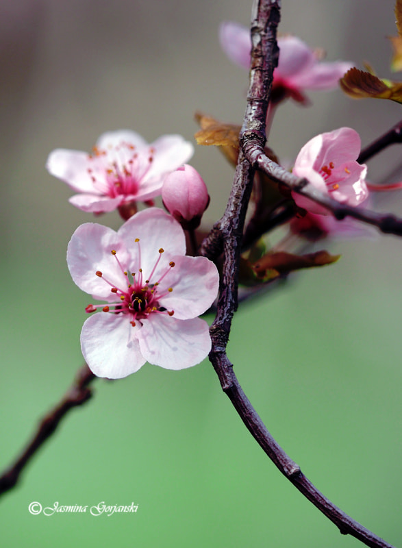 Olympus OM-D E-M1 Mark II + Olympus M.Zuiko Digital ED 40-150mm F2.8 Pro sample photo. Spring art photography
