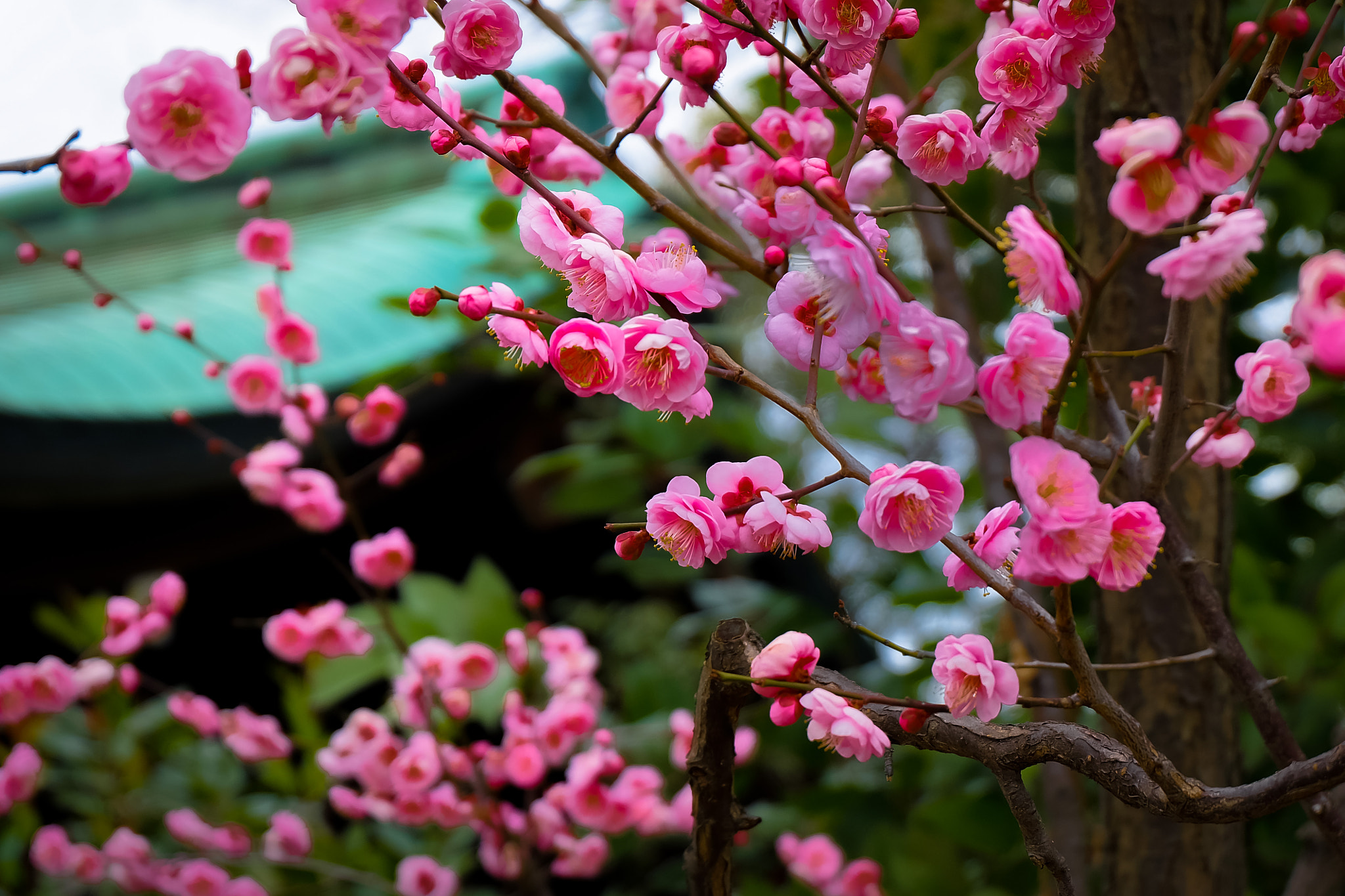 Fujifilm XC 16-50mm F3.5-5.6 OIS sample photo. My pink flowers photography