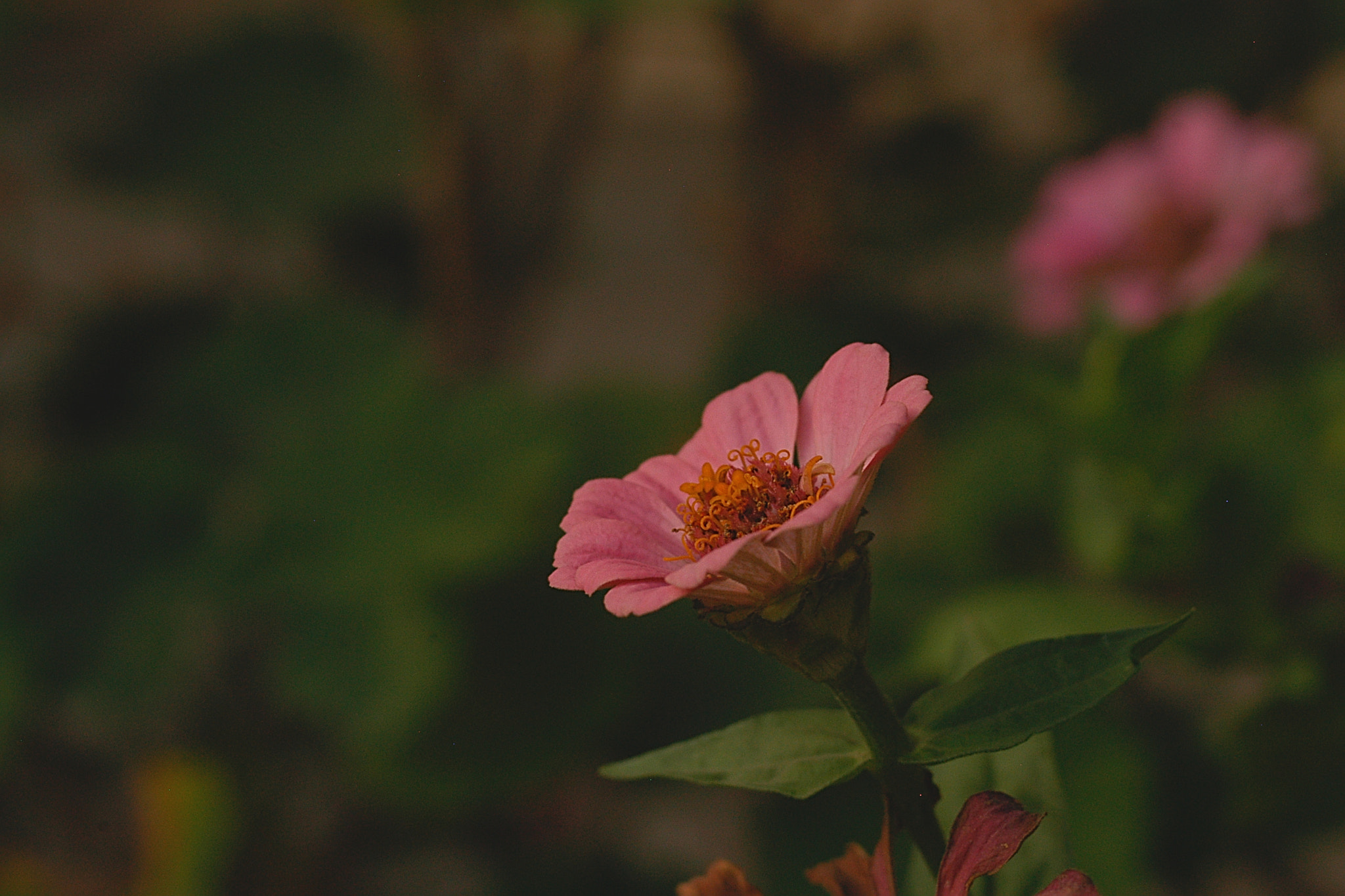 Nikon D100 sample photo. Flower photography