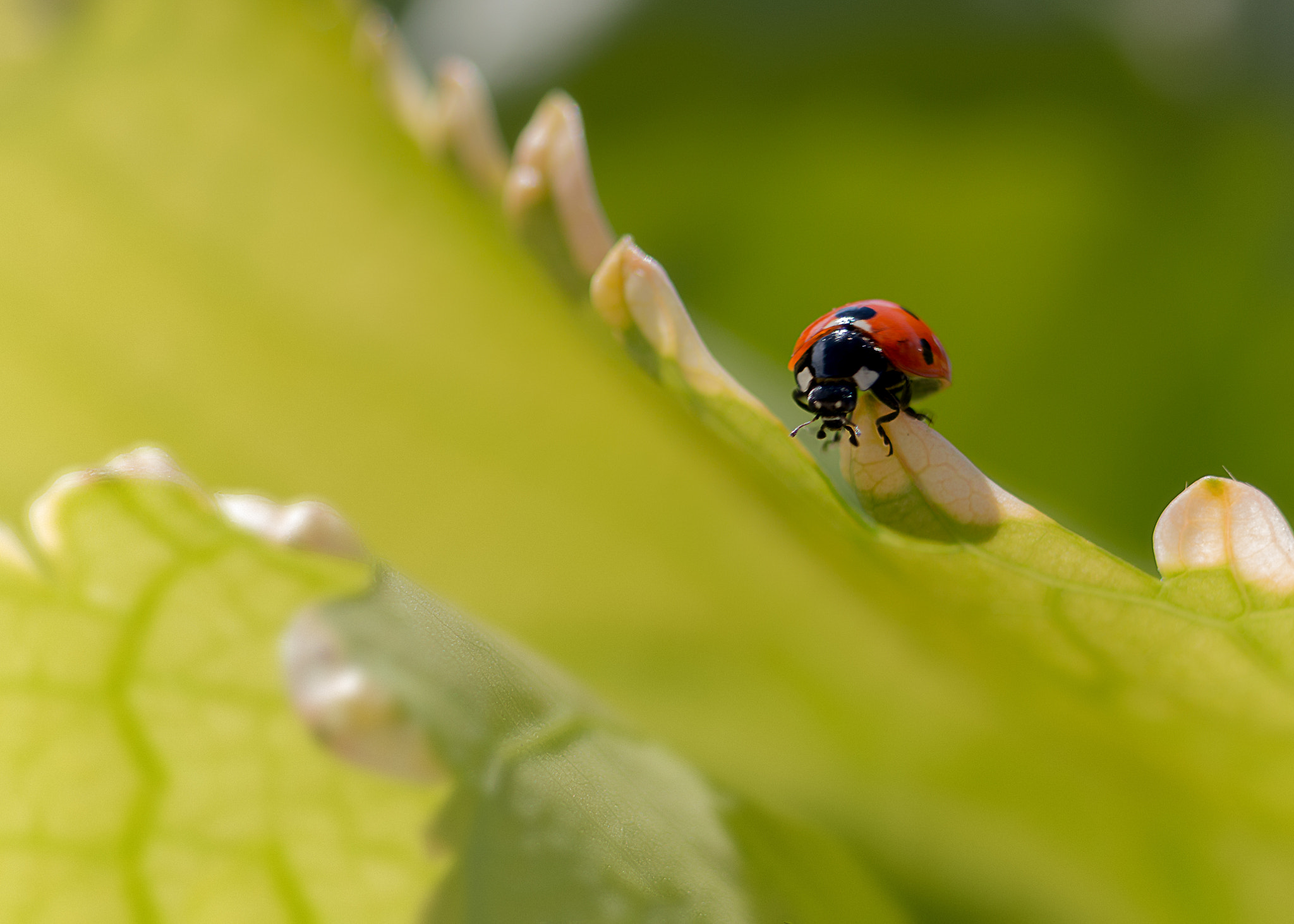Canon EF-S 55-250mm F4-5.6 IS II sample photo. Edge photography