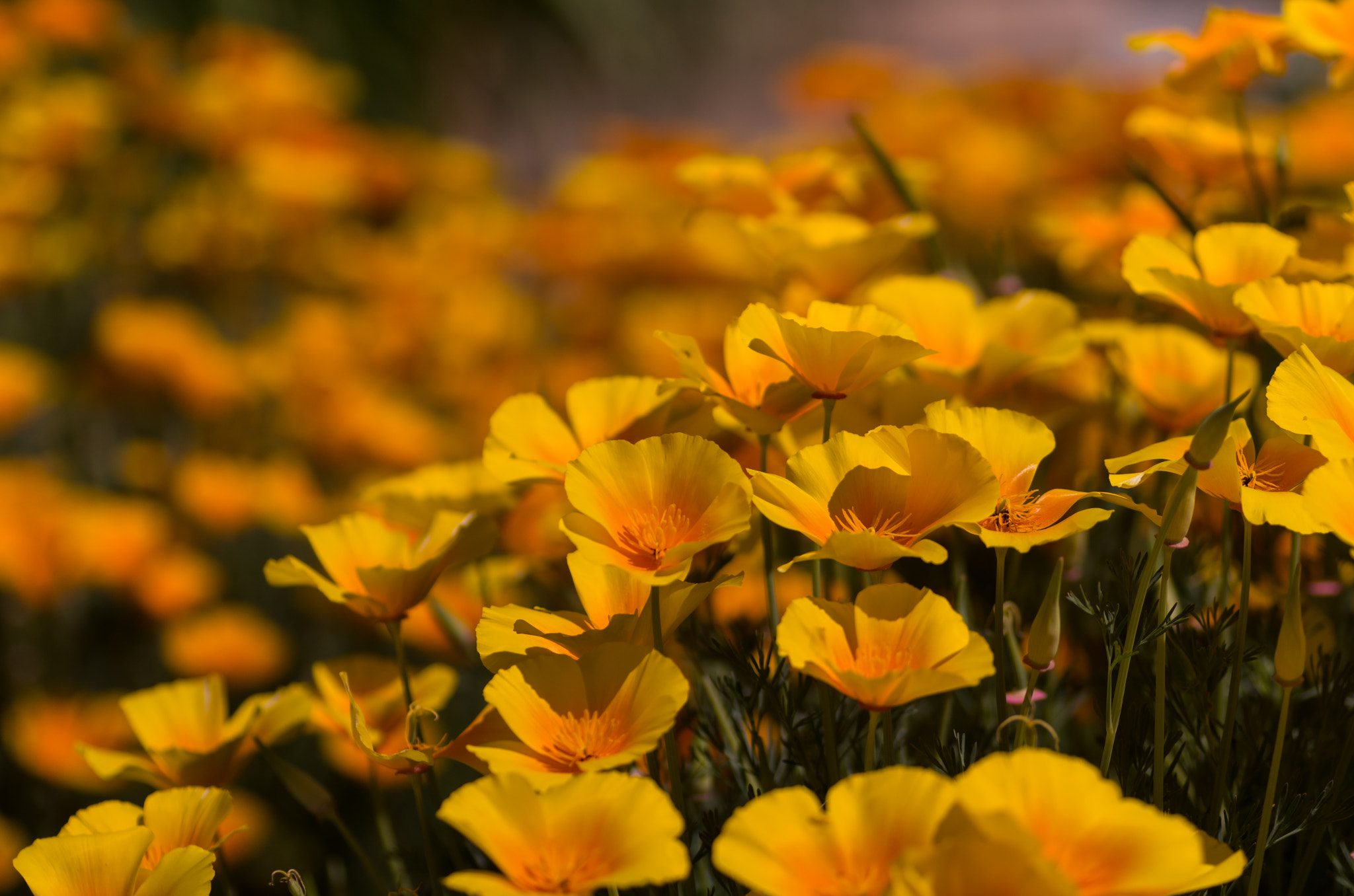 Pentax K-50 + Tamron SP AF 90mm F2.8 Di Macro sample photo. Poppies photography