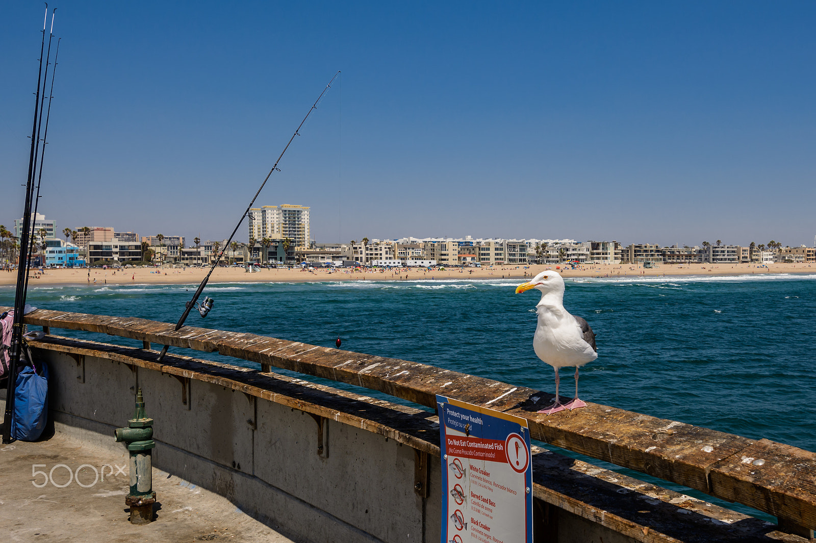 Nikon D7100 + Nikon AF-S Nikkor 16-35mm F4G ED VR sample photo. Seagull on the venice pier los angeles photography