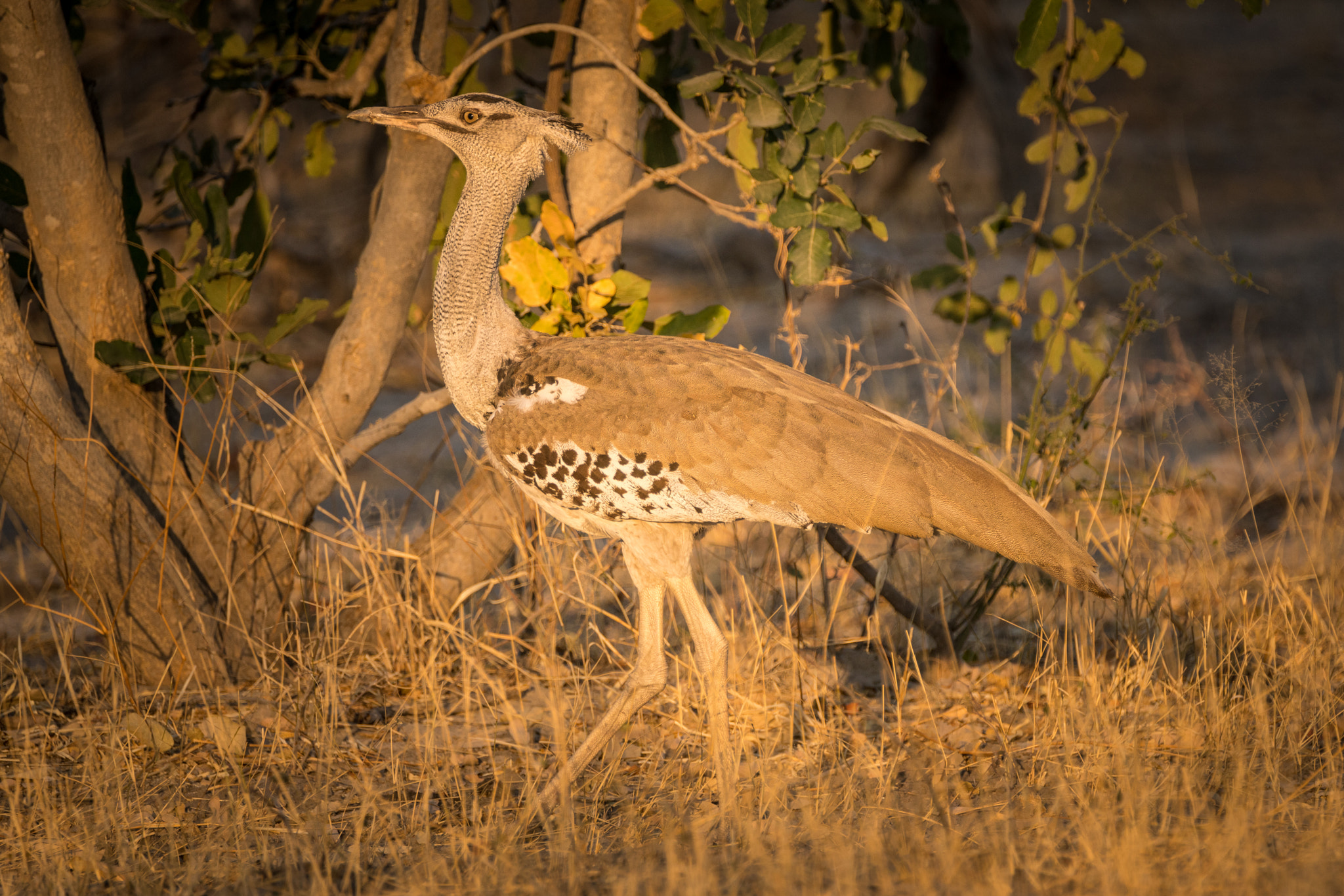 Tamron SP 150-600mm F5-6.3 Di VC USD sample photo. Kori bustard photography