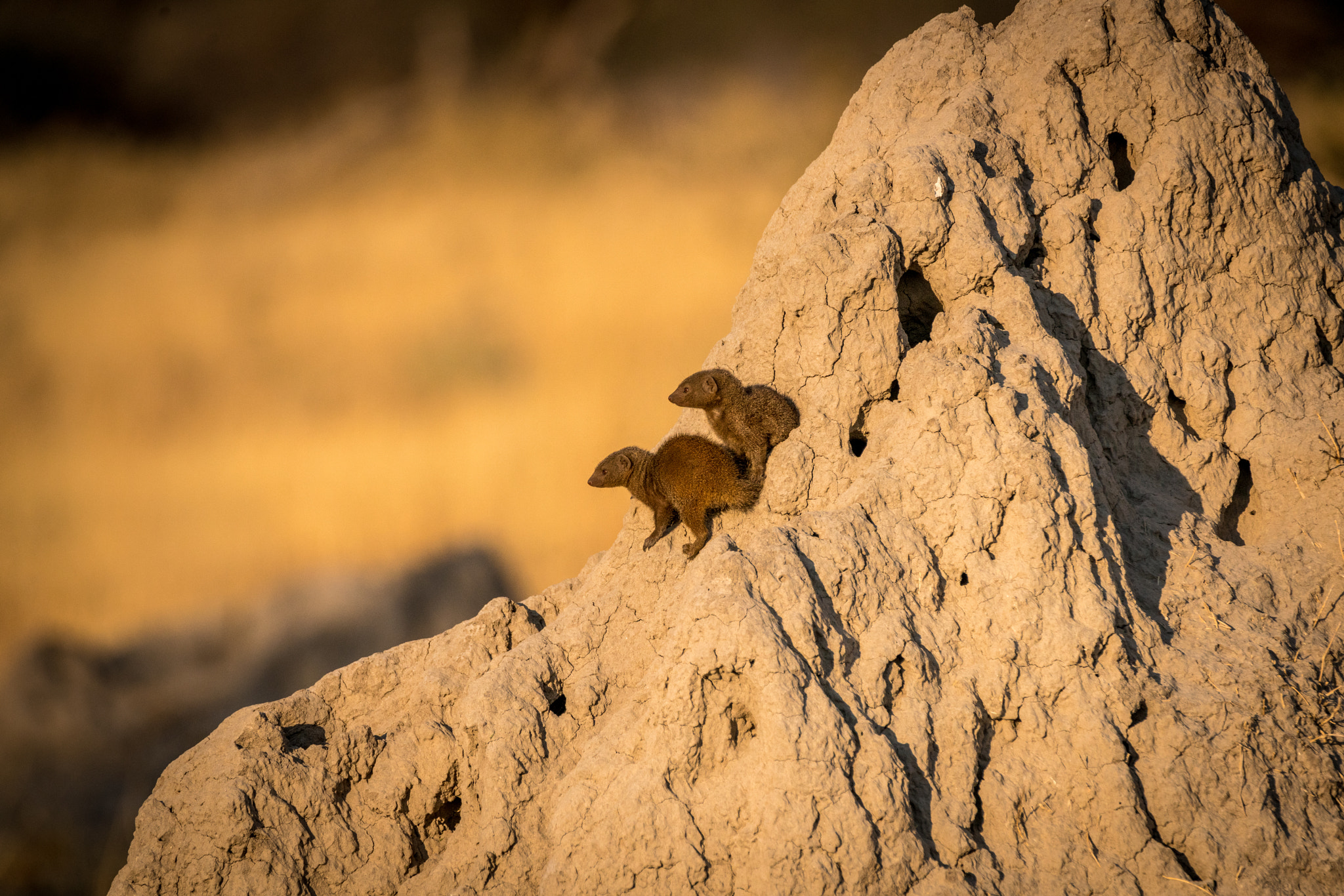 Sony a7R II + Tamron SP 150-600mm F5-6.3 Di VC USD sample photo. Dwarf mongoose on termite mound photography