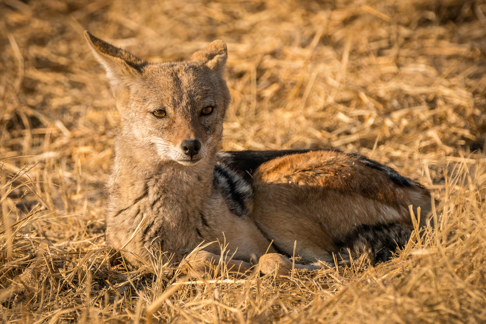 Tamron SP 150-600mm F5-6.3 Di VC USD sample photo. Black coated jackal photography