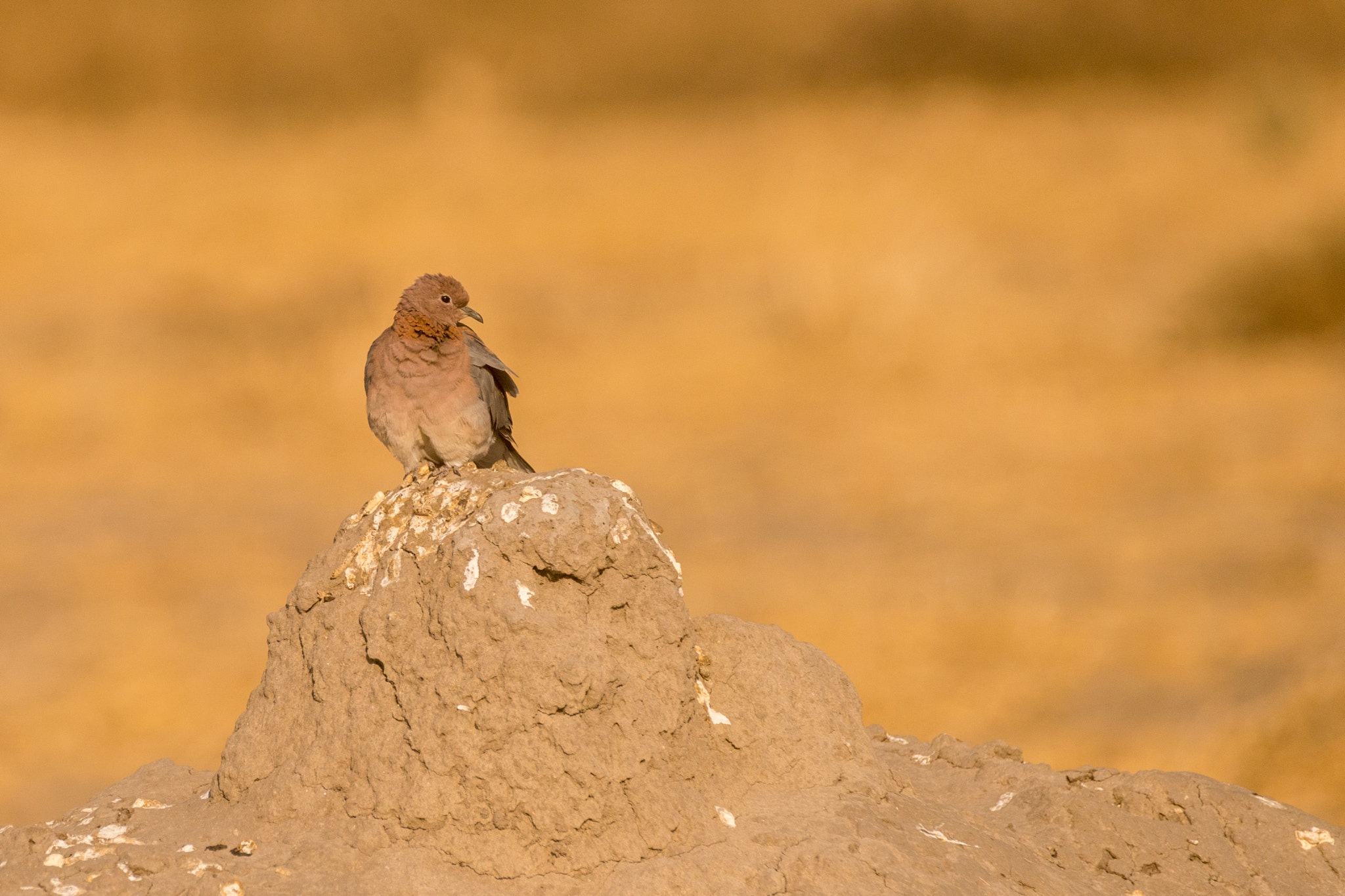 Tamron SP 150-600mm F5-6.3 Di VC USD sample photo. Laughing dove photography