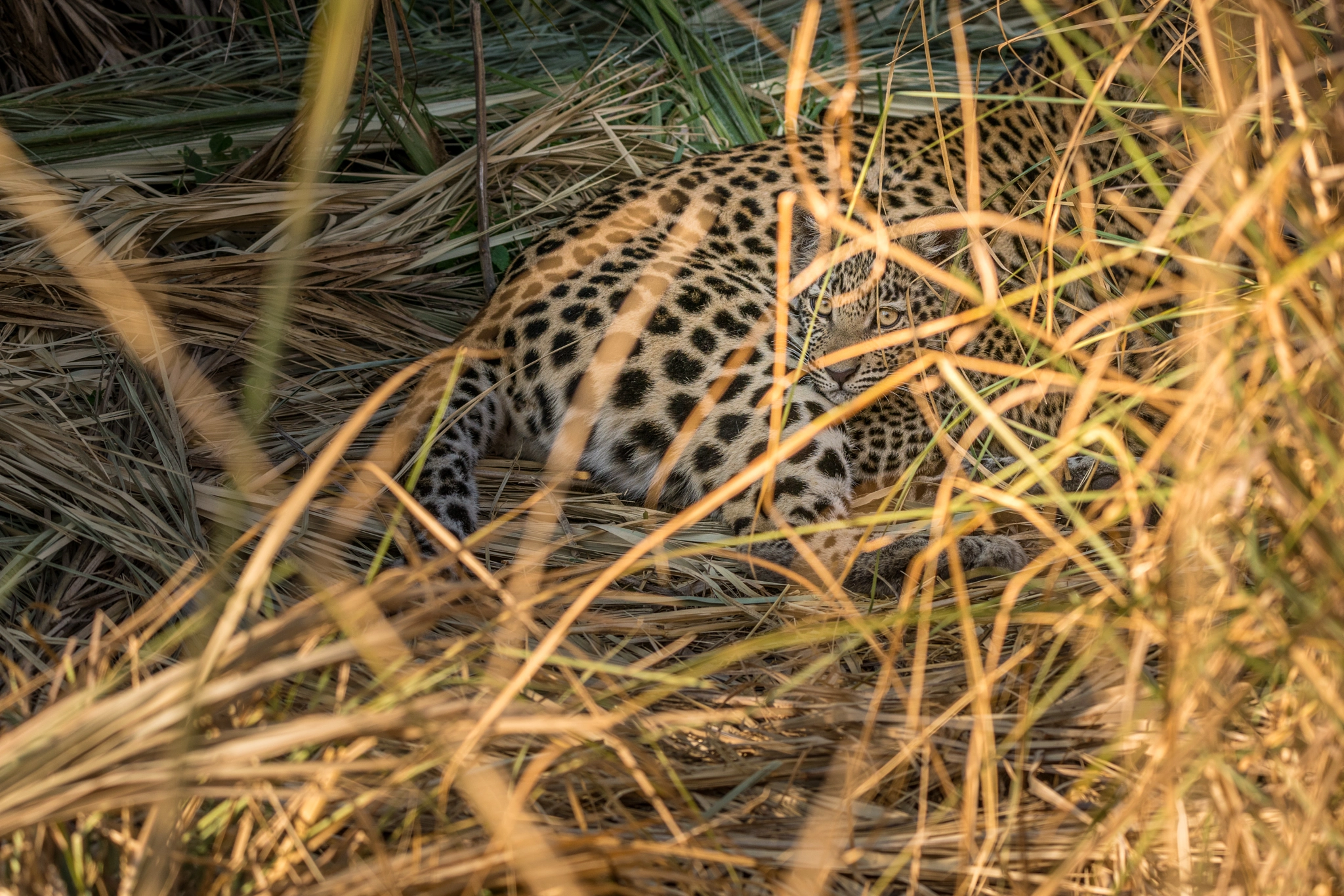 Sony a7R II sample photo. Hidden leopard cub photography