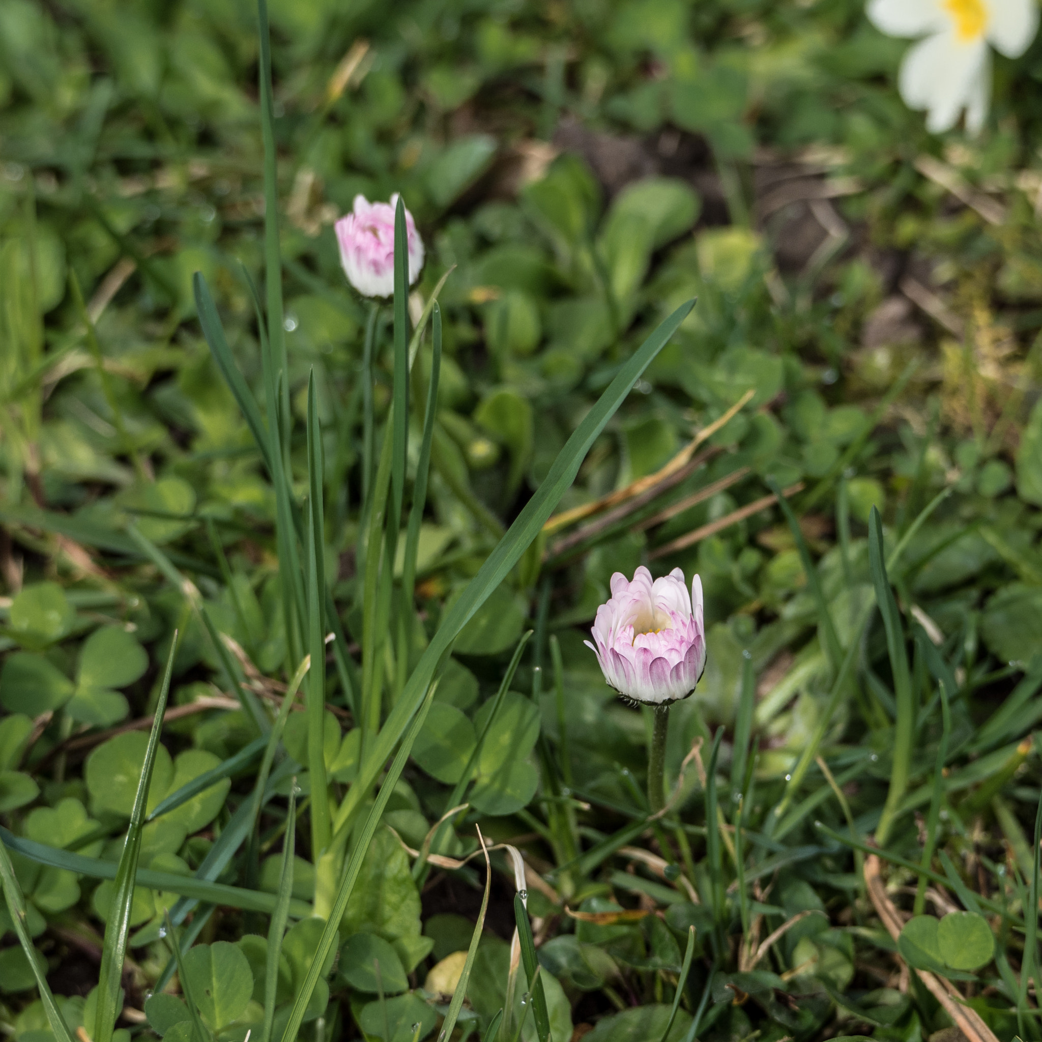 Olympus OM-D E-M5 II sample photo. Spring in zurich photography
