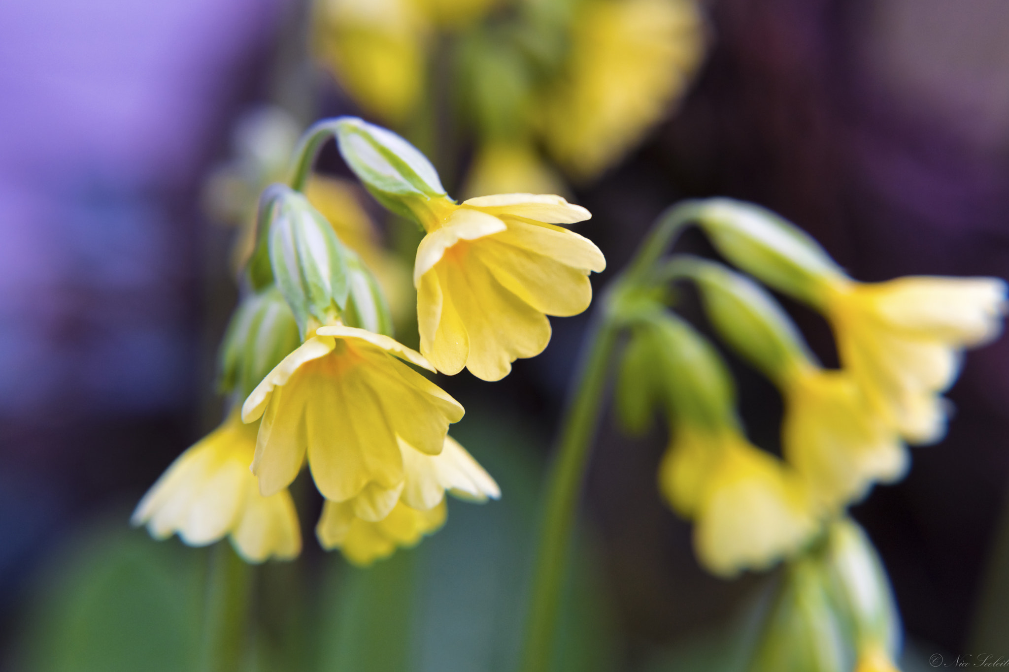 Nikon D7200 sample photo. Macro yellows photography