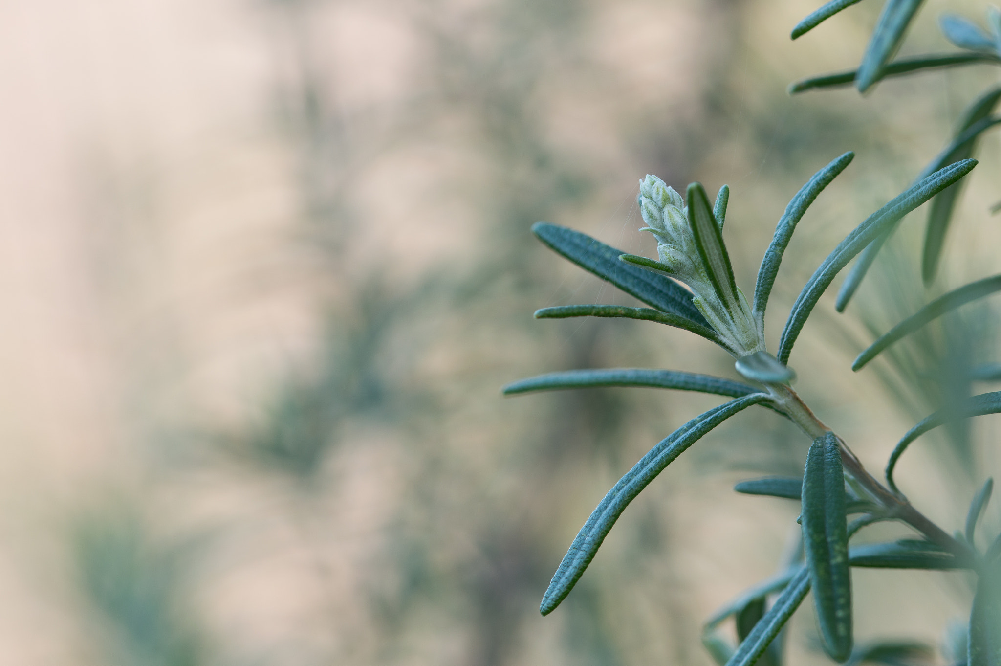Sigma 105mm F2.8 EX DG OS HSM sample photo. Fleur de romarin... photography