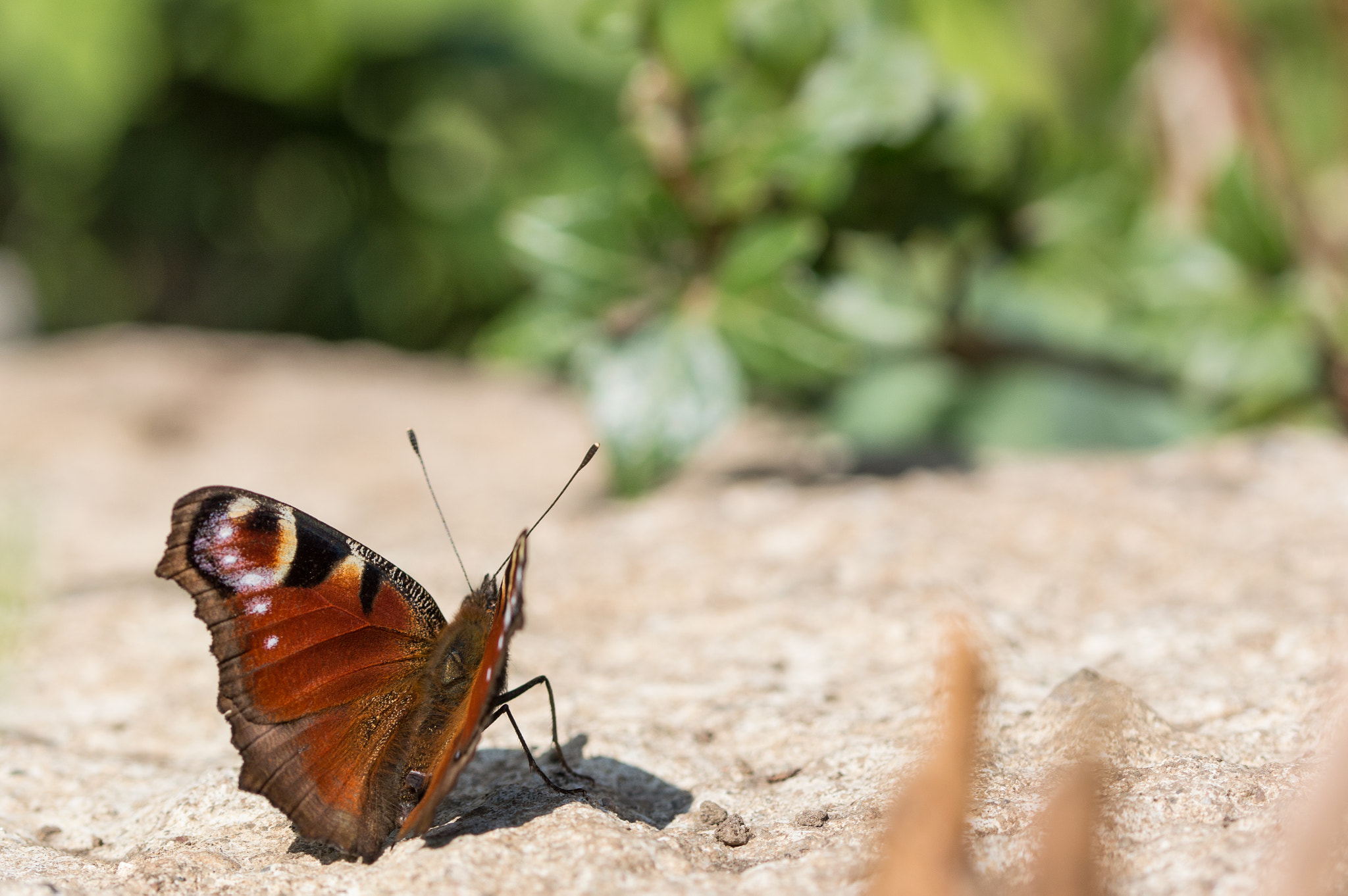 Sigma 105mm F2.8 EX DG OS HSM sample photo. Paon du jour #1 photography