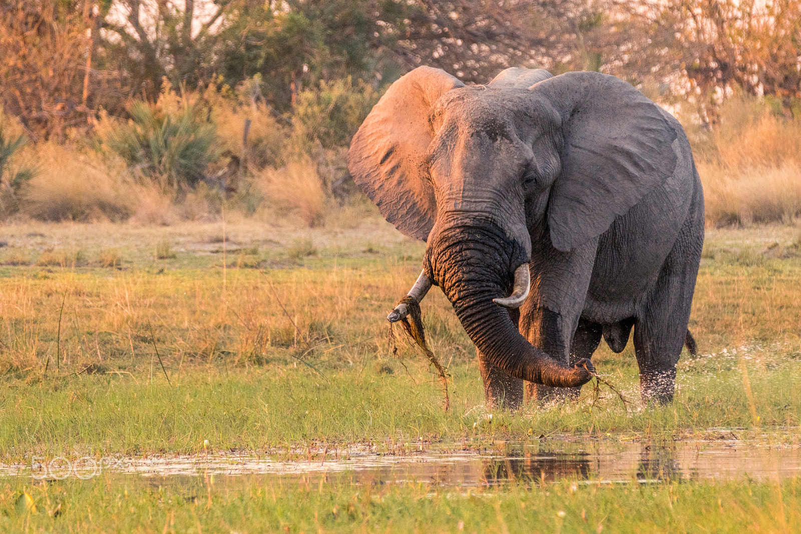 Sony a7R II sample photo. Elephant pulling up grass from water photography