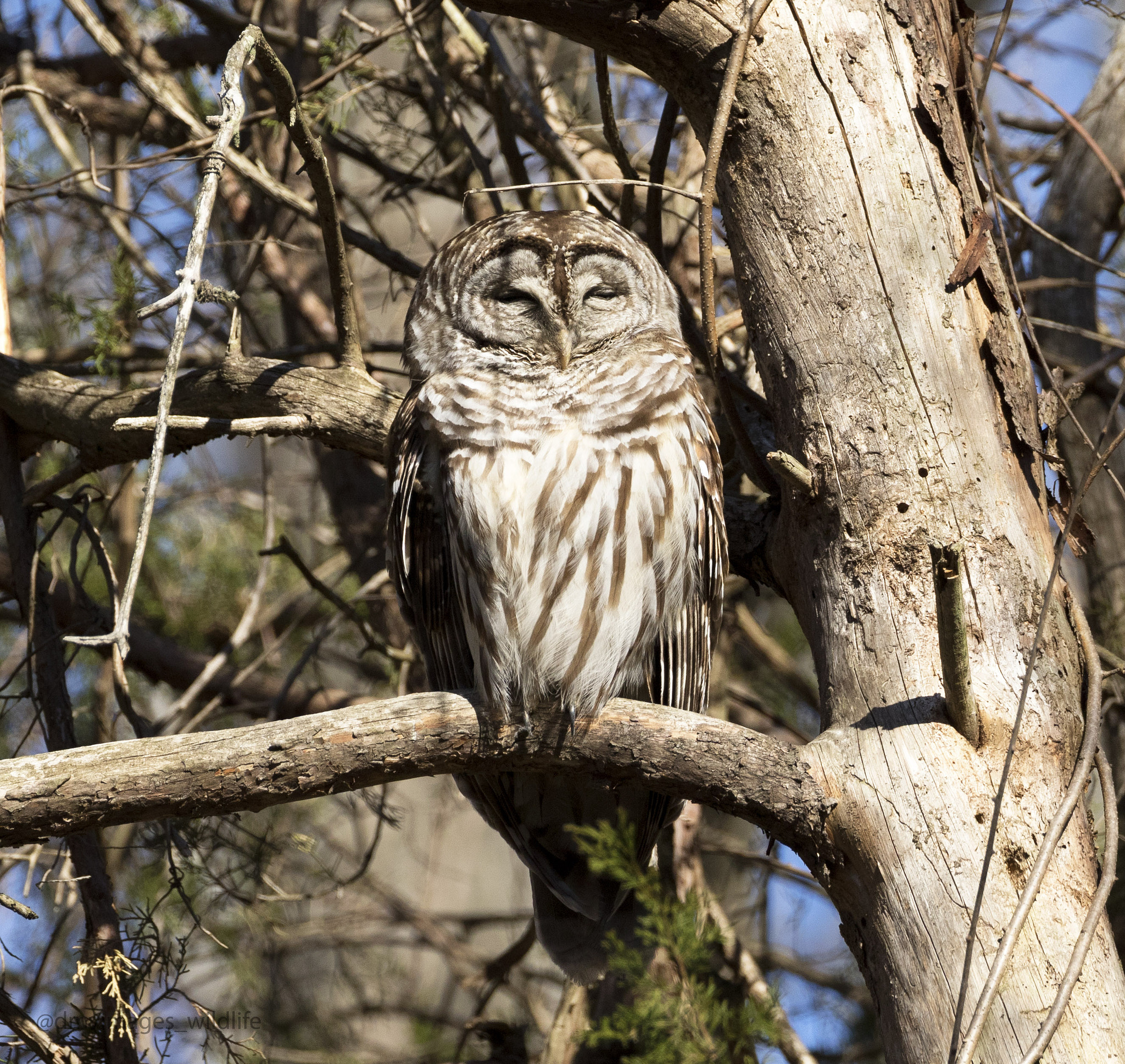 Canon EF 500mm F4L IS USM sample photo. Barred owl  photography