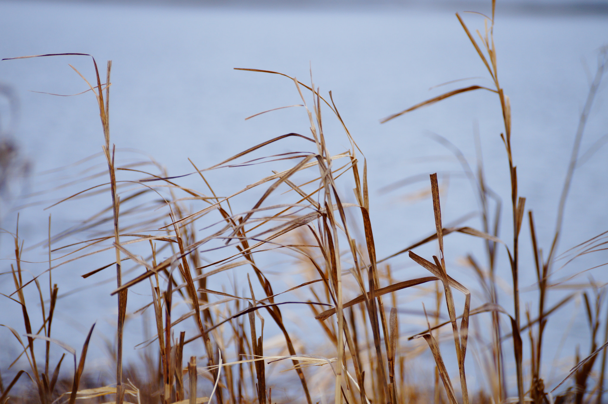 Sony DT 55-300mm F4.5-5.6 SAM sample photo
