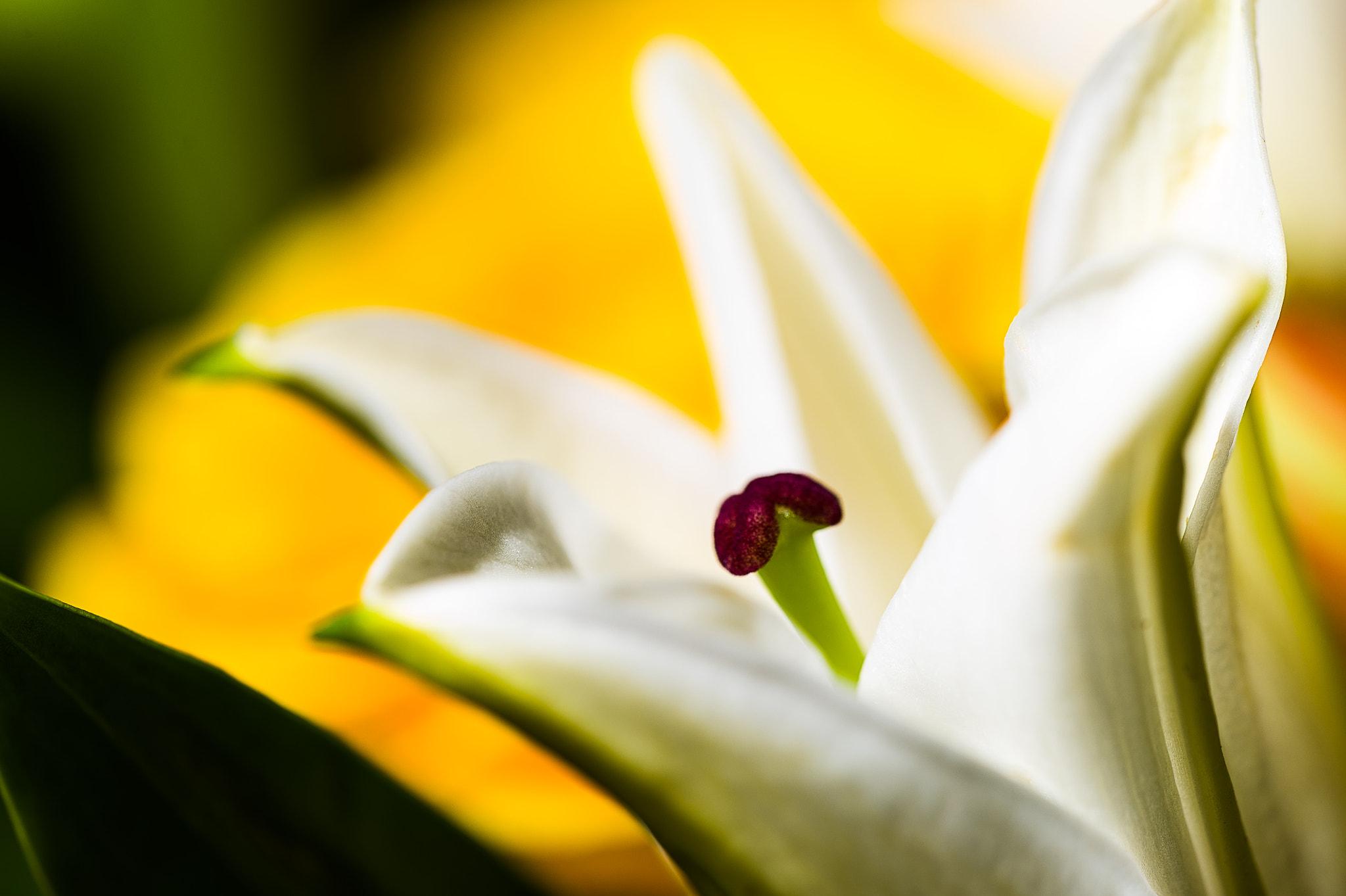 Sigma 150mm F2.8 EX DG Macro HSM sample photo. Passing photography