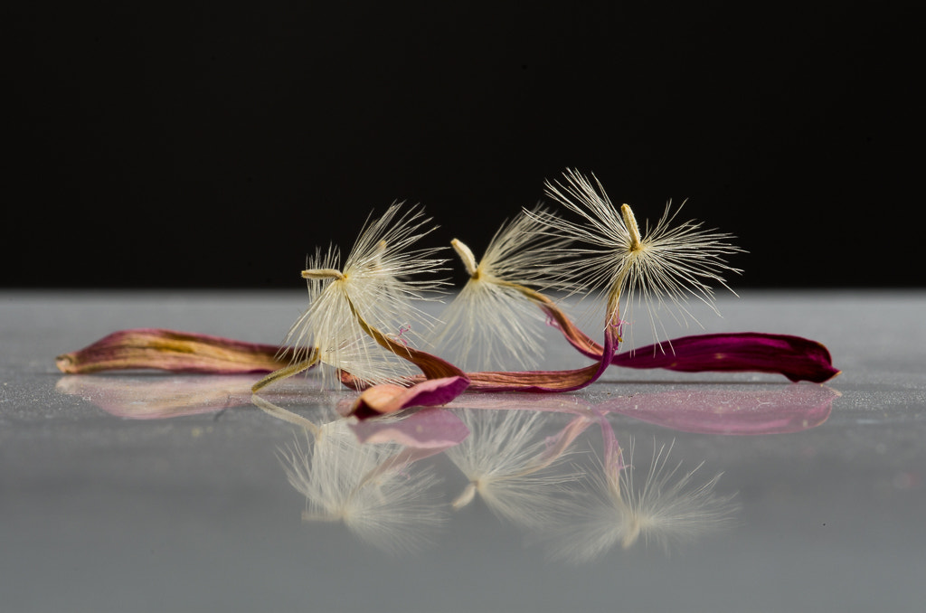 Pentax K-5 + Sigma sample photo. Reflection of flower seeds photography