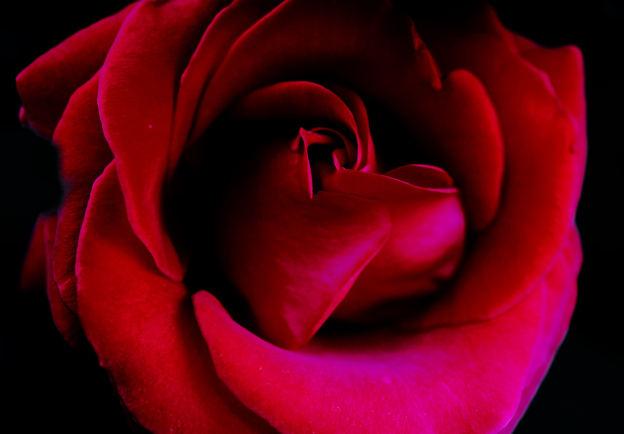 Sigma 50mm F1.4 EX DG HSM sample photo. Red winter rose photography