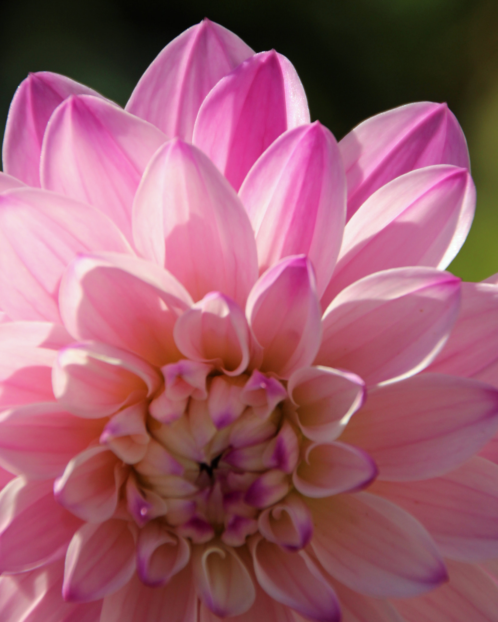 Canon EOS 600D (Rebel EOS T3i / EOS Kiss X5) sample photo. Flowers of bhutan and nepal photography