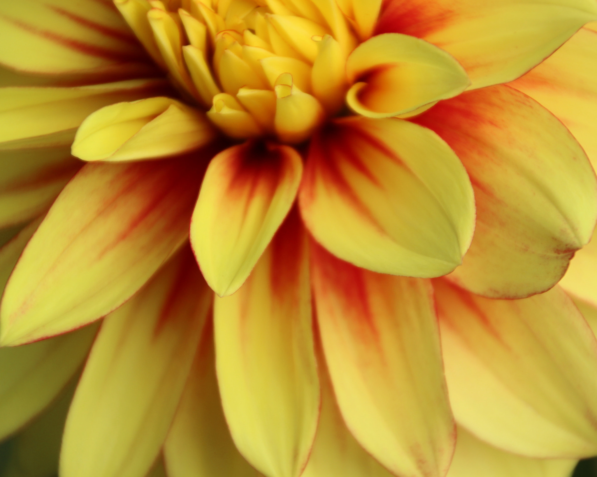 Canon EOS 600D (Rebel EOS T3i / EOS Kiss X5) sample photo. Flowers of bhutan and nepal photography