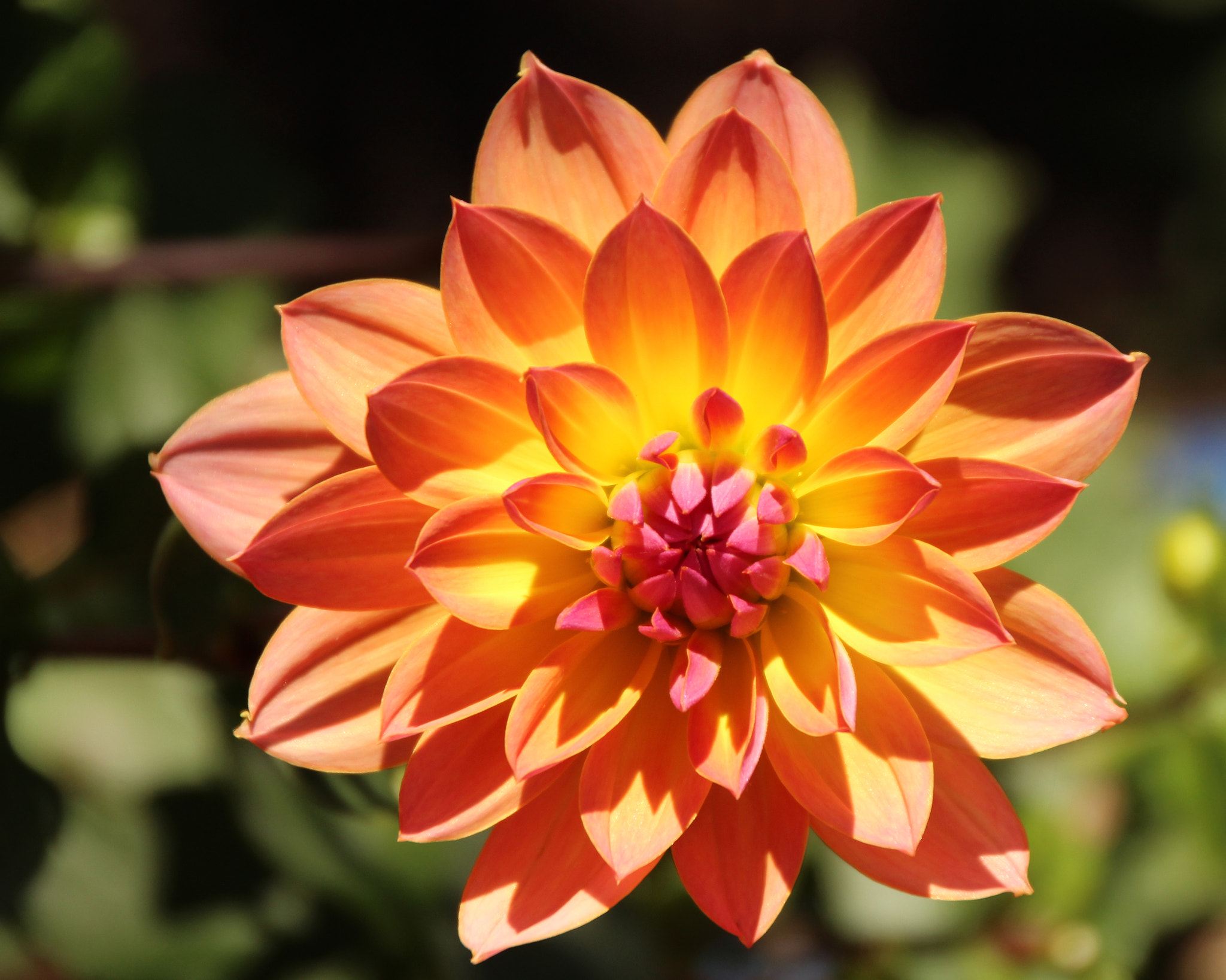 Canon EOS 600D (Rebel EOS T3i / EOS Kiss X5) sample photo. Flowers of bhutan and nepal photography