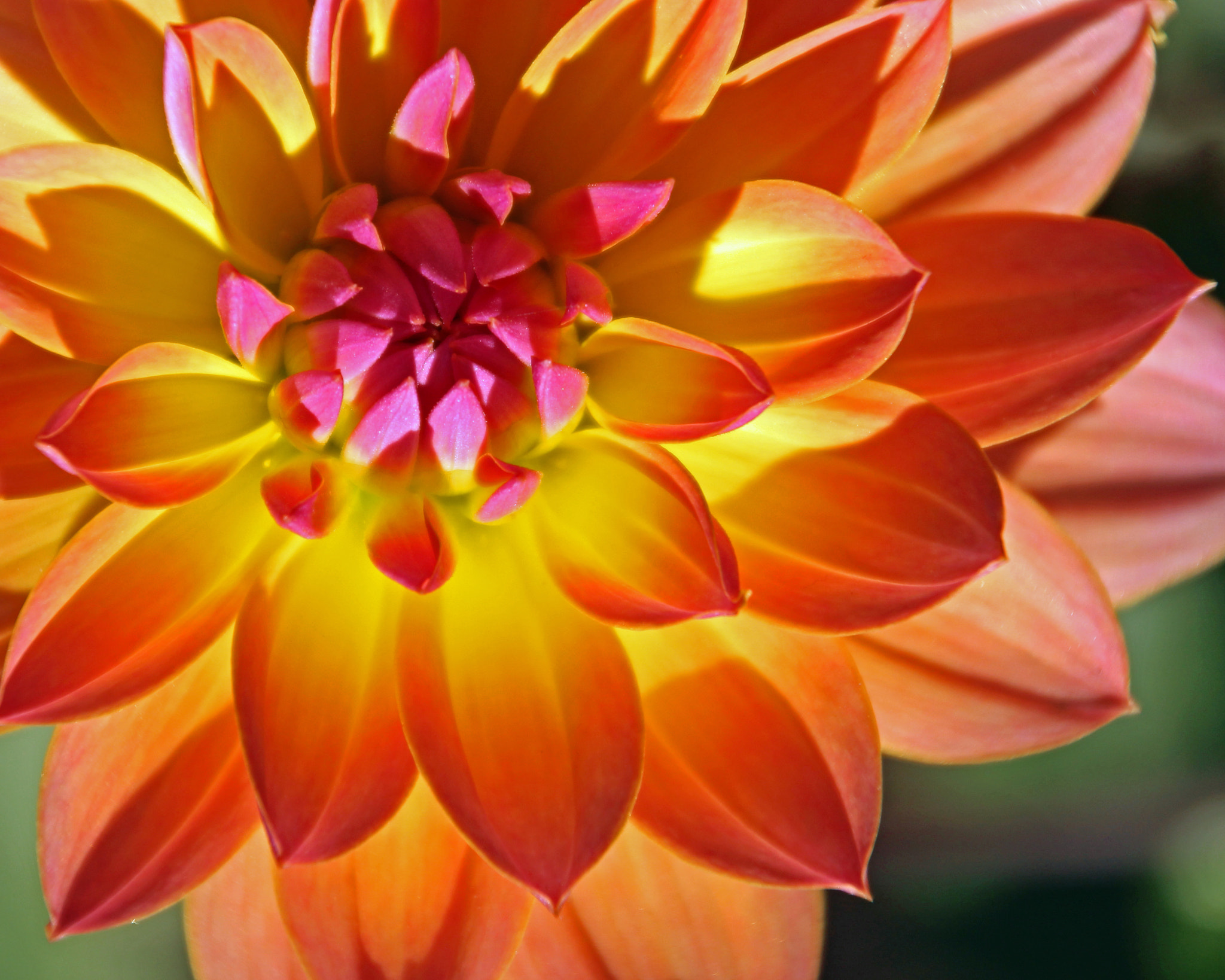 Canon EOS 600D (Rebel EOS T3i / EOS Kiss X5) sample photo. Flowers of bhutan and nepal photography