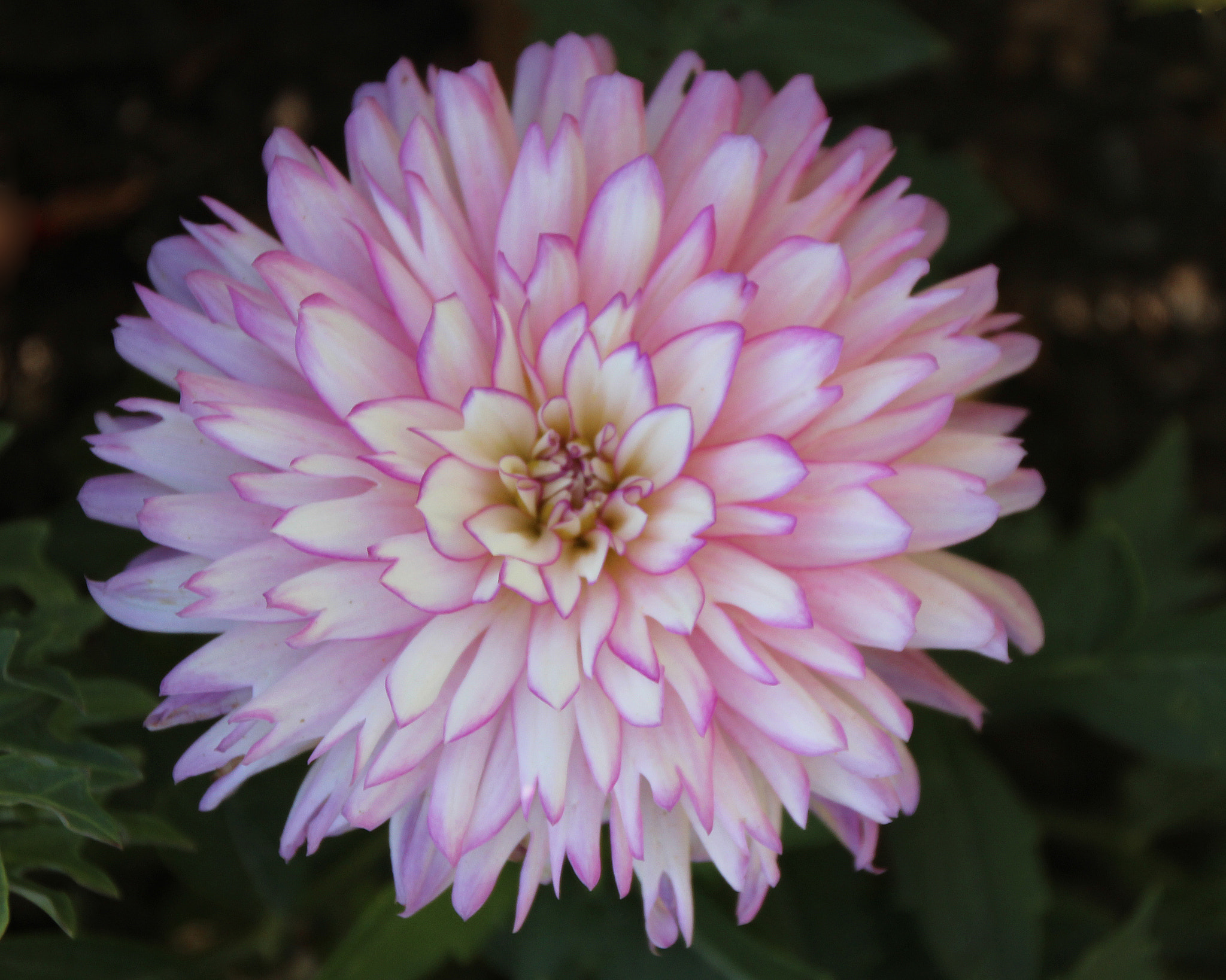 Canon EOS 600D (Rebel EOS T3i / EOS Kiss X5) sample photo. Flowers of bhutan and nepal photography