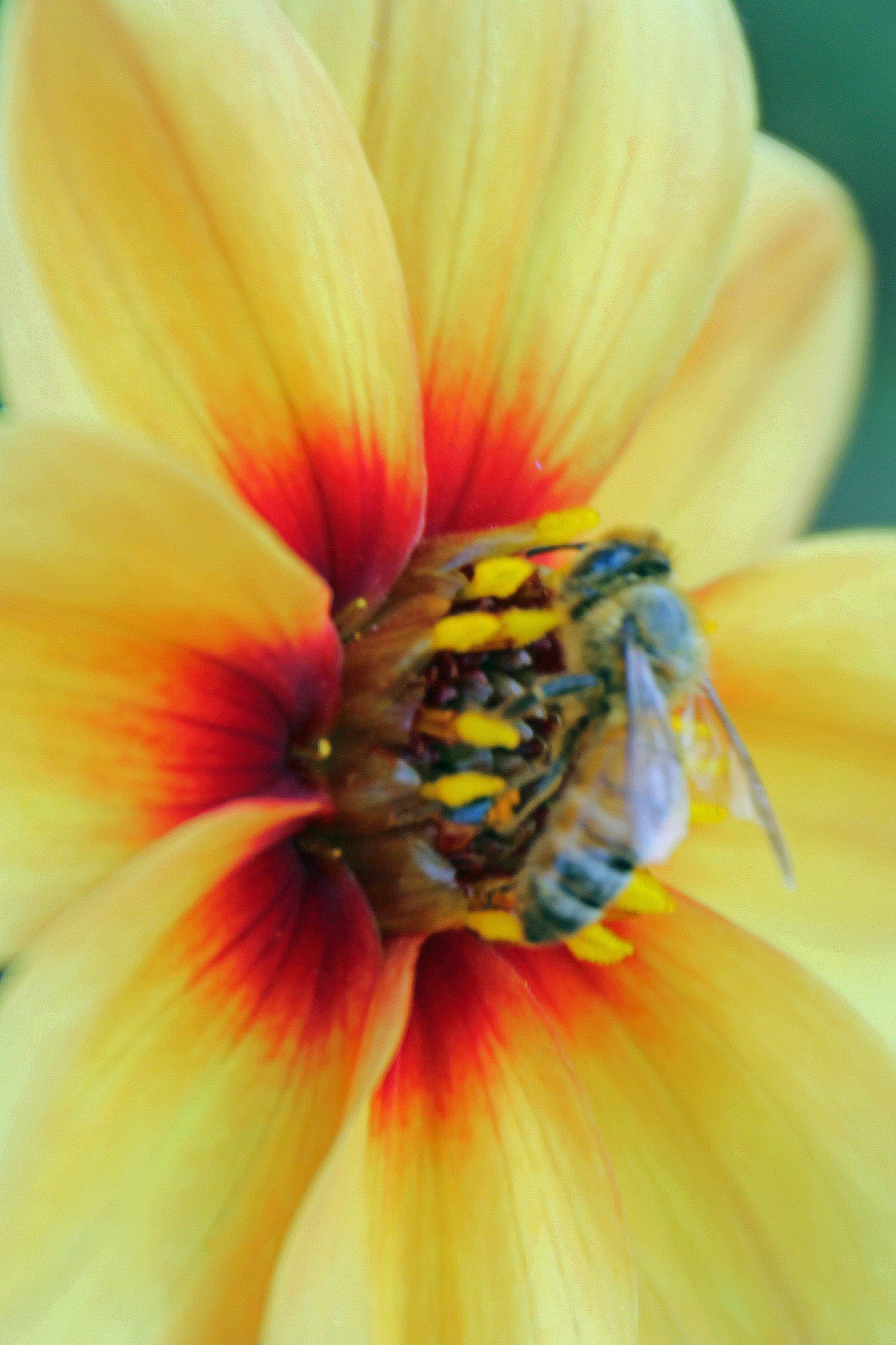 Canon EOS 600D (Rebel EOS T3i / EOS Kiss X5) sample photo. Flowers of bhutan and nepal photography