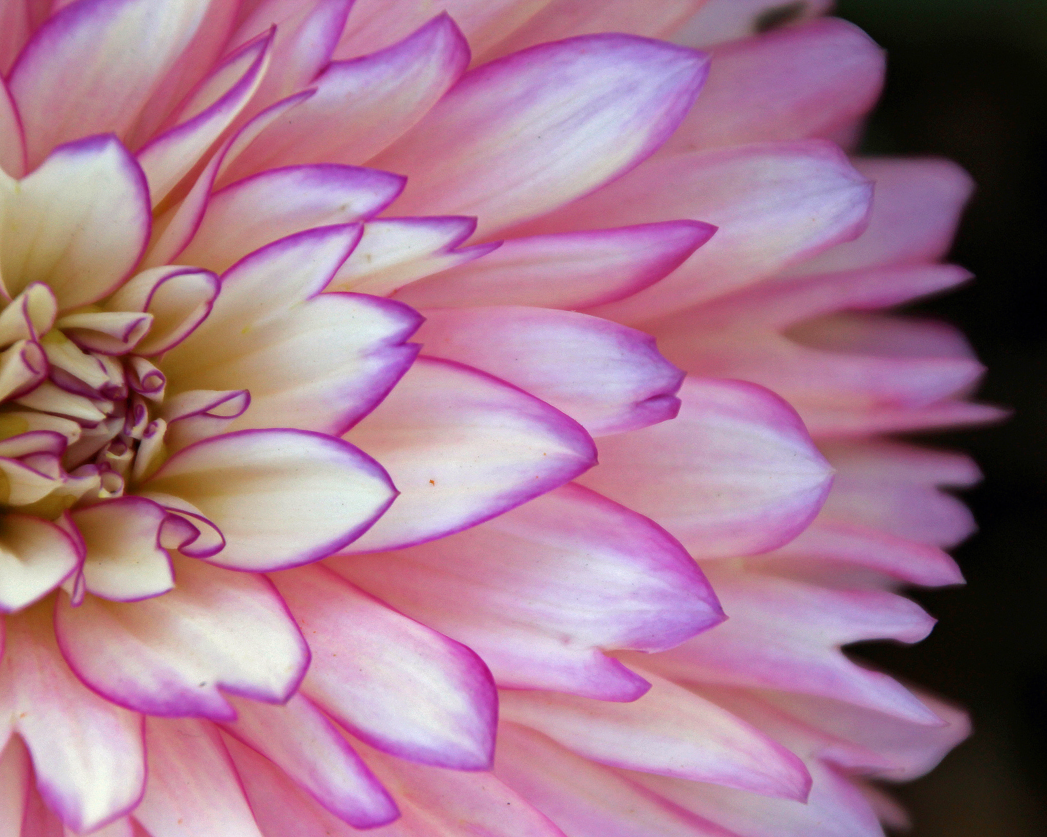 Canon EOS 600D (Rebel EOS T3i / EOS Kiss X5) sample photo. Flowers of bhutan and nepal photography