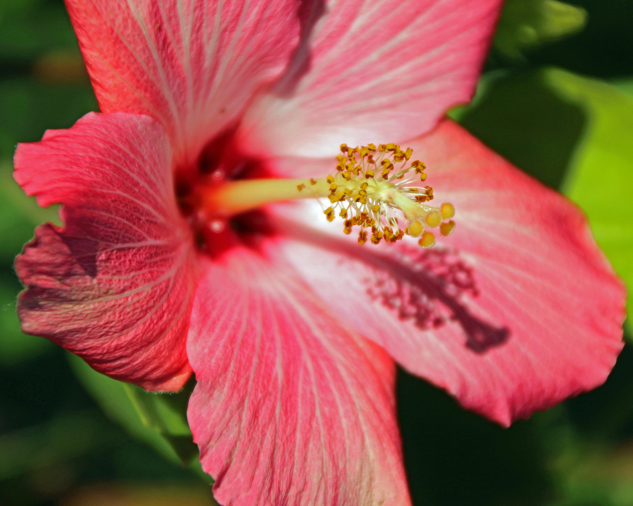 Canon EOS 600D (Rebel EOS T3i / EOS Kiss X5) sample photo. Flowers of bhutan and nepal photography