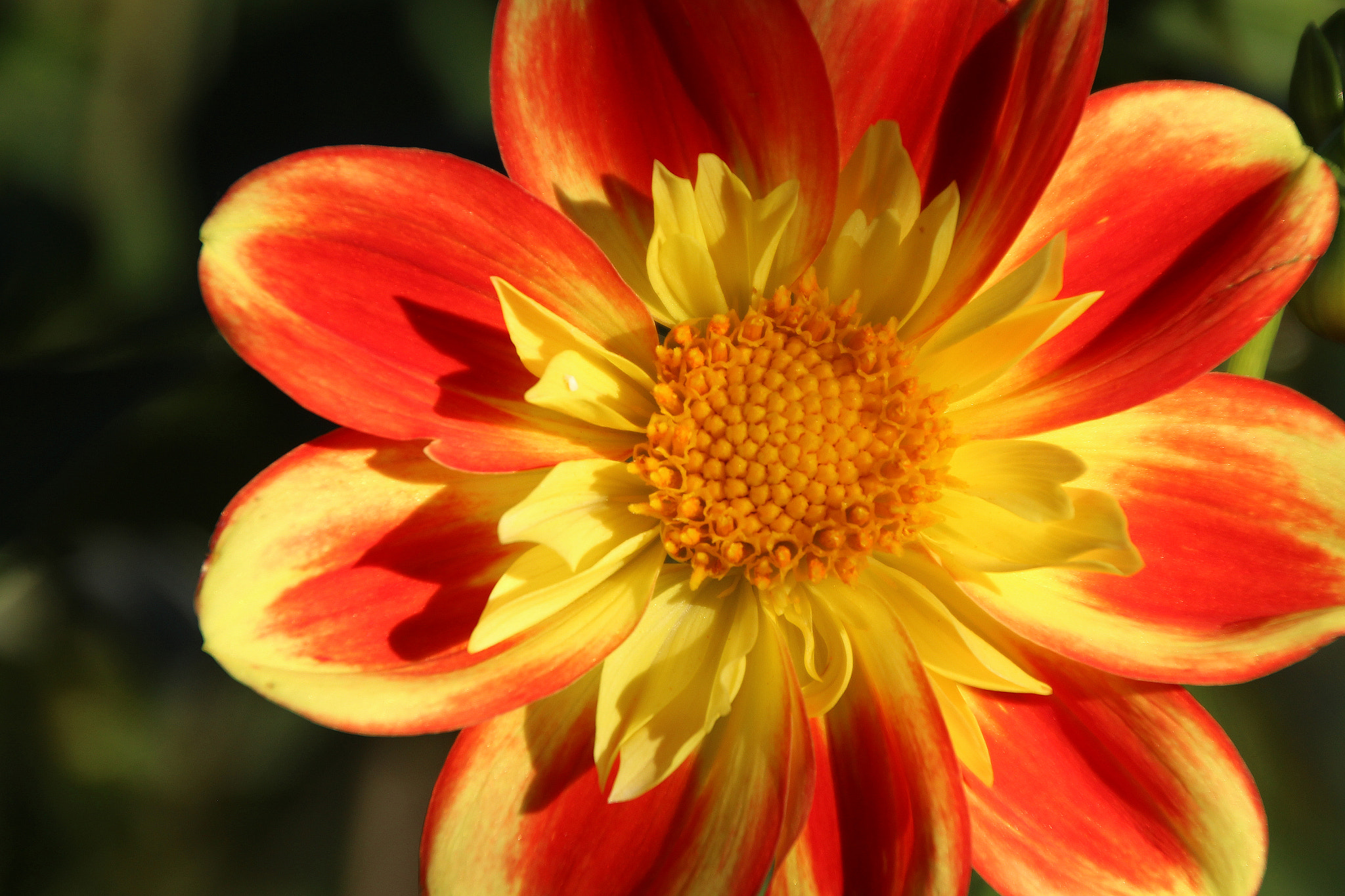 Canon EOS 600D (Rebel EOS T3i / EOS Kiss X5) sample photo. Flowers of bhutan and nepal photography