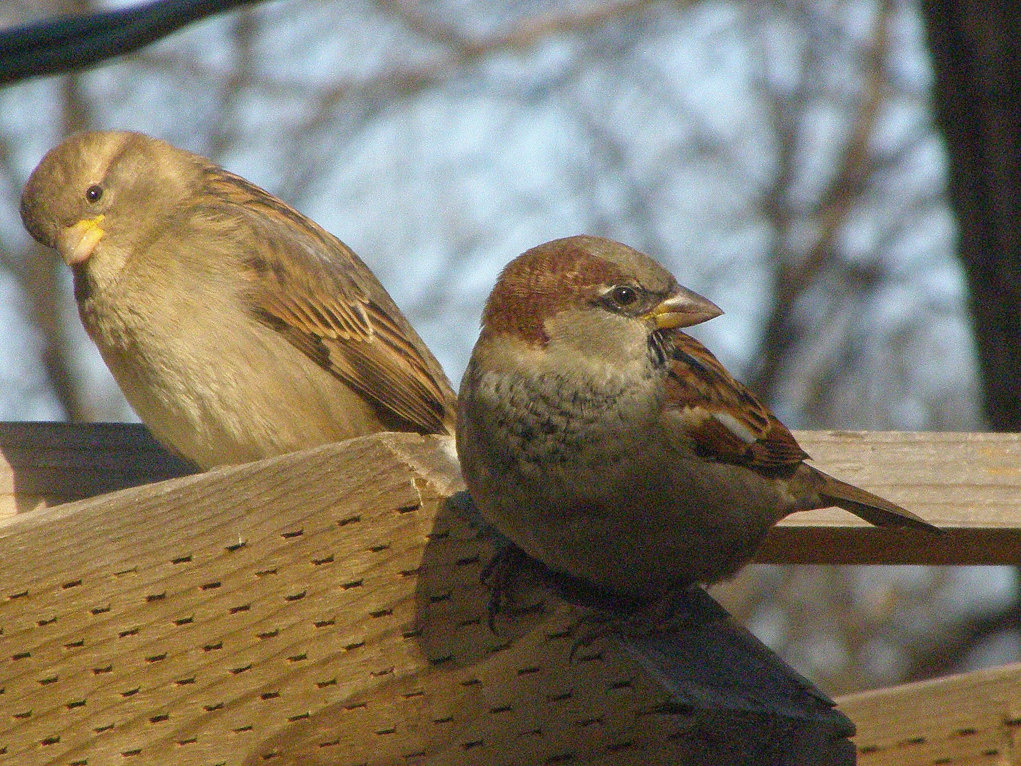 Olympus SP510UZ sample photo. Sparrow characters photography