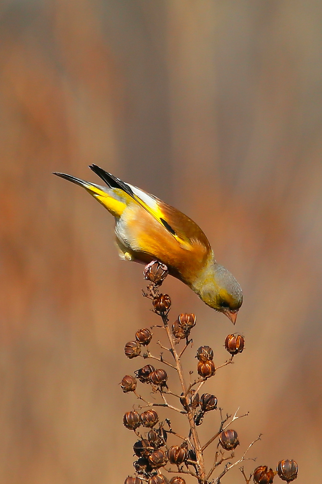Canon EF 100-400mm F4.5-5.6L IS USM sample photo. 金翅 photography