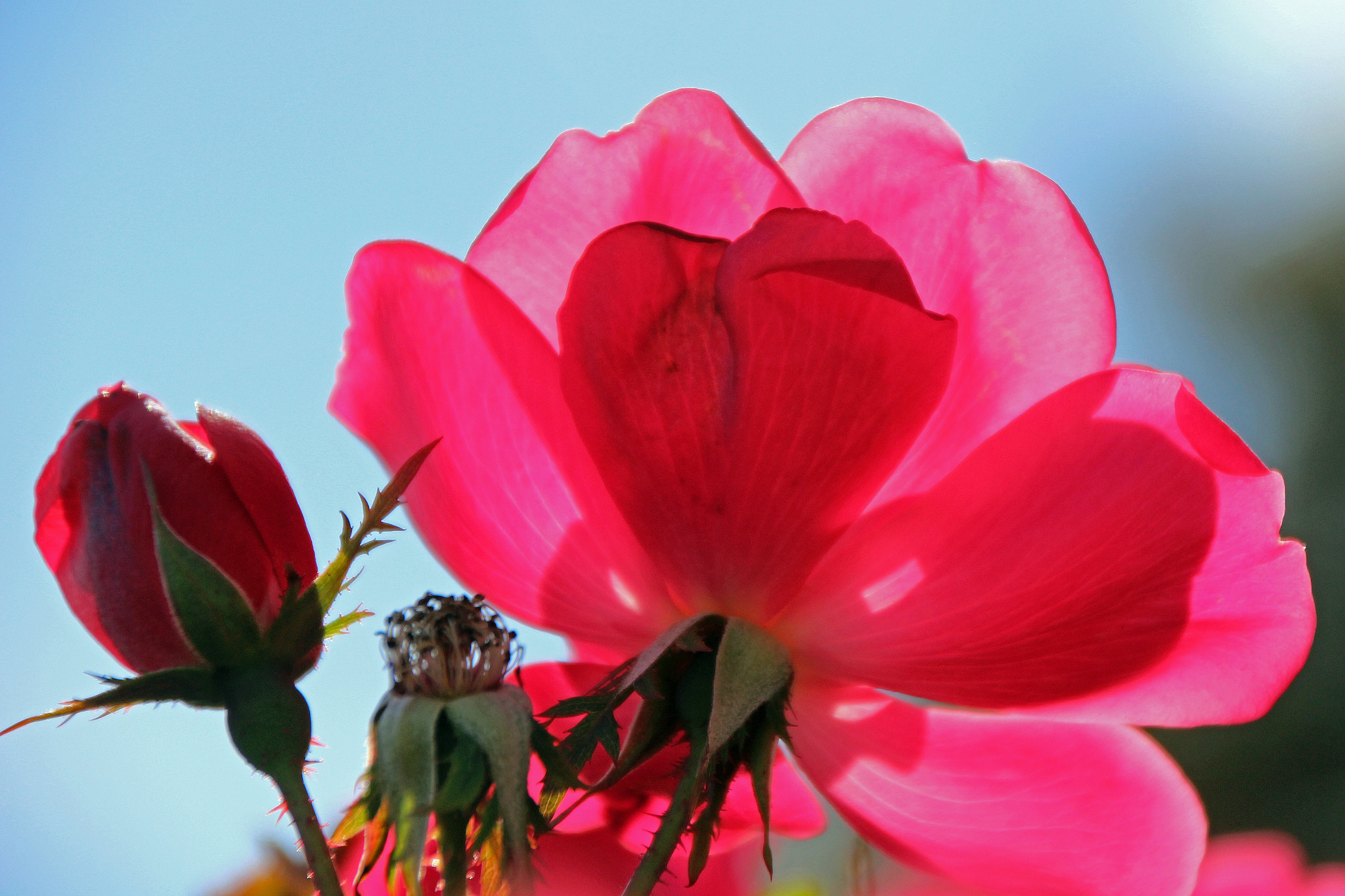 Canon EOS 600D (Rebel EOS T3i / EOS Kiss X5) sample photo. Flowers of bhutan and nepal photography