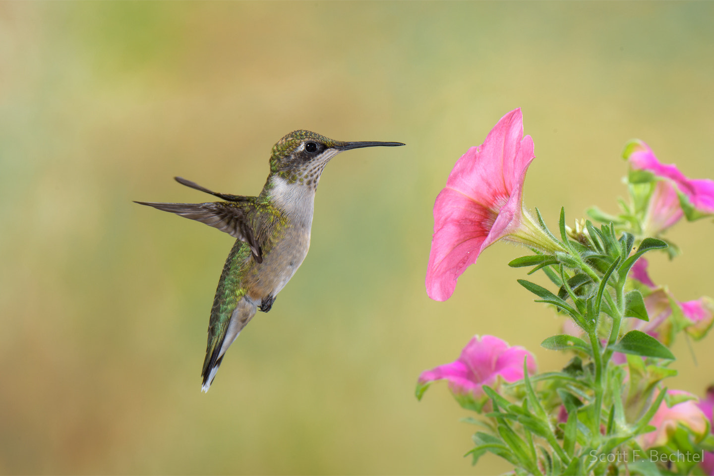 Nikon D810 sample photo. Juvenile male ruby (20160823 4391) photography