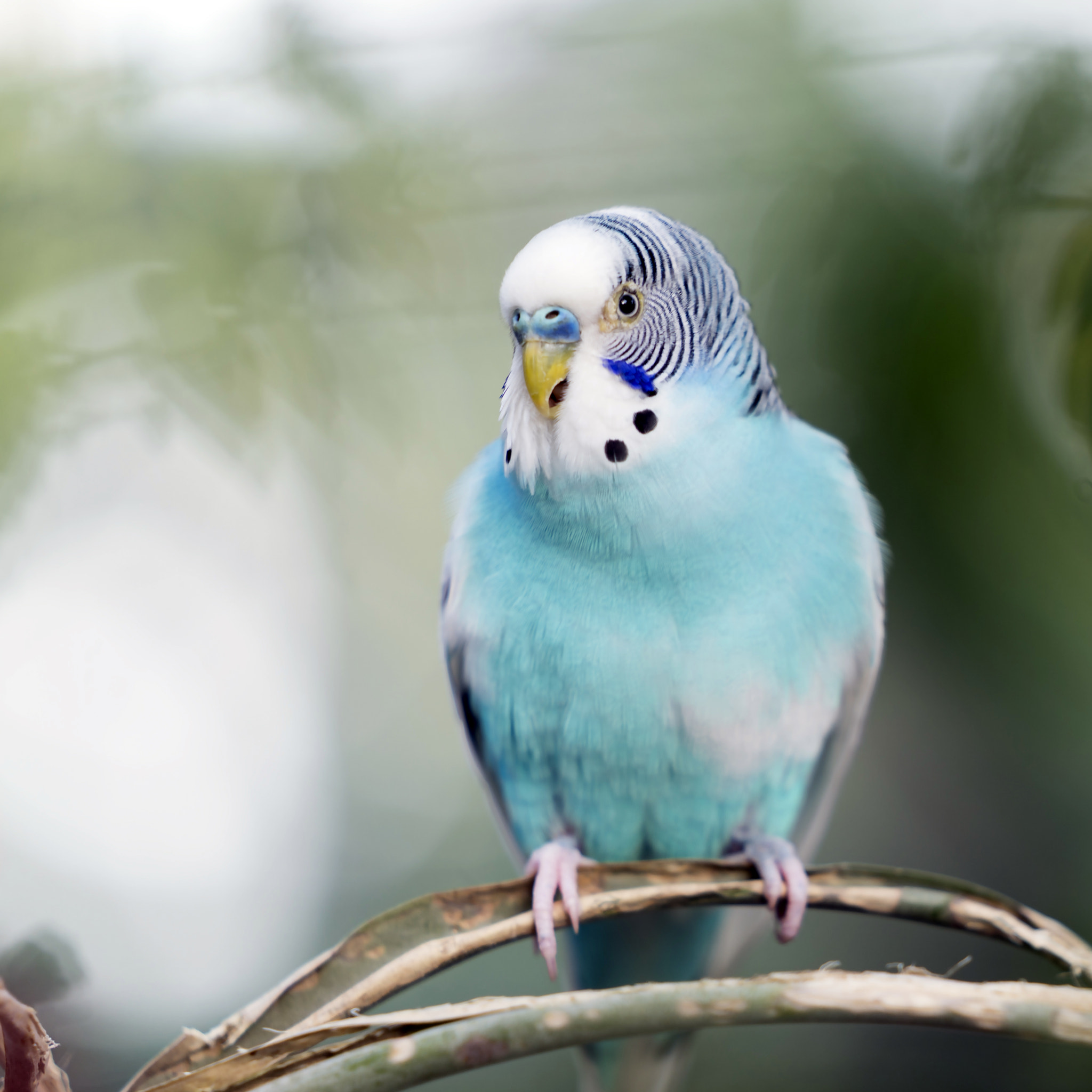 Sony a7R II sample photo. Blue budgie parakeet photography