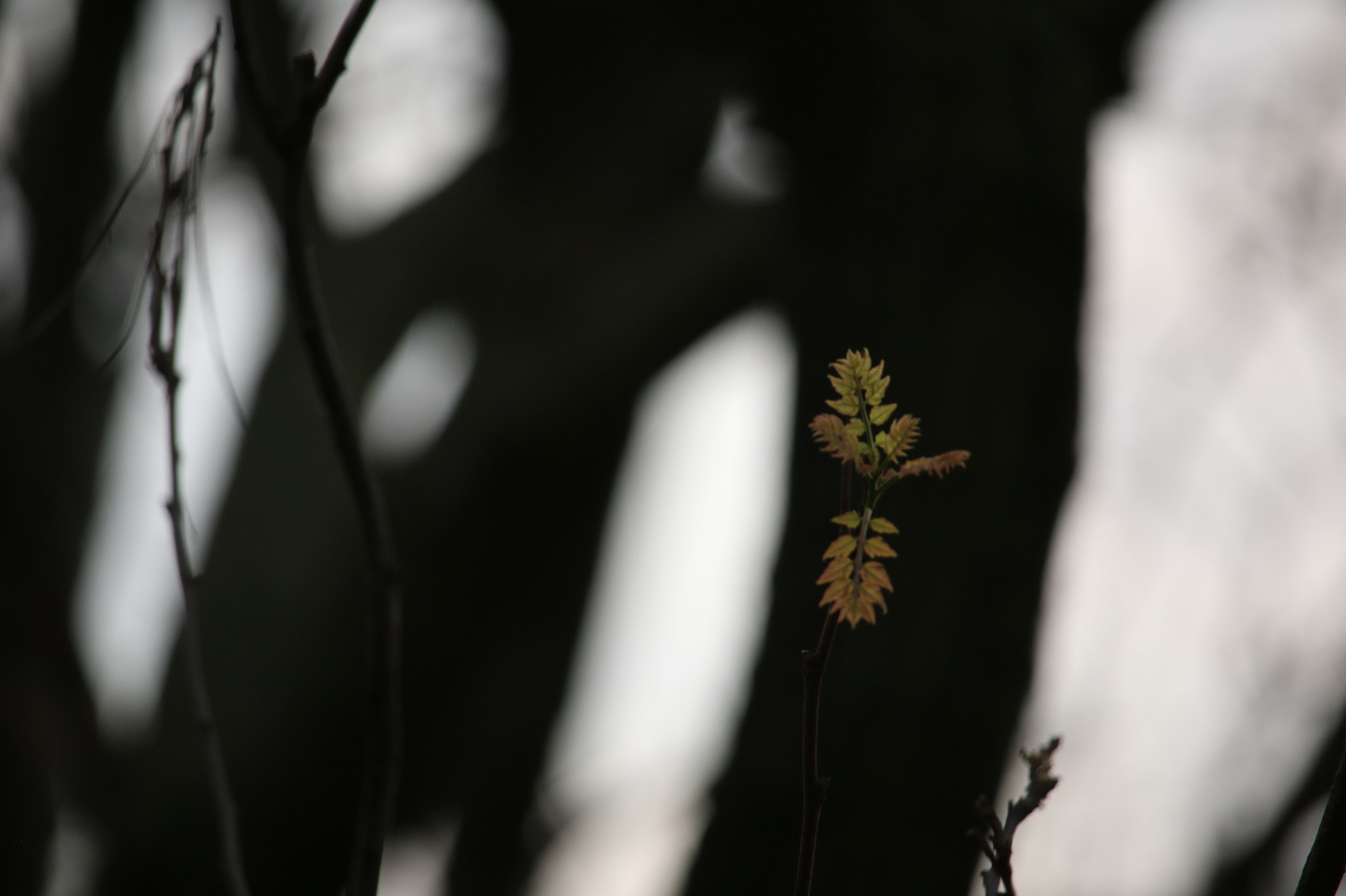 Canon EF-S 55-250mm F4-5.6 IS STM sample photo. Stand out photography