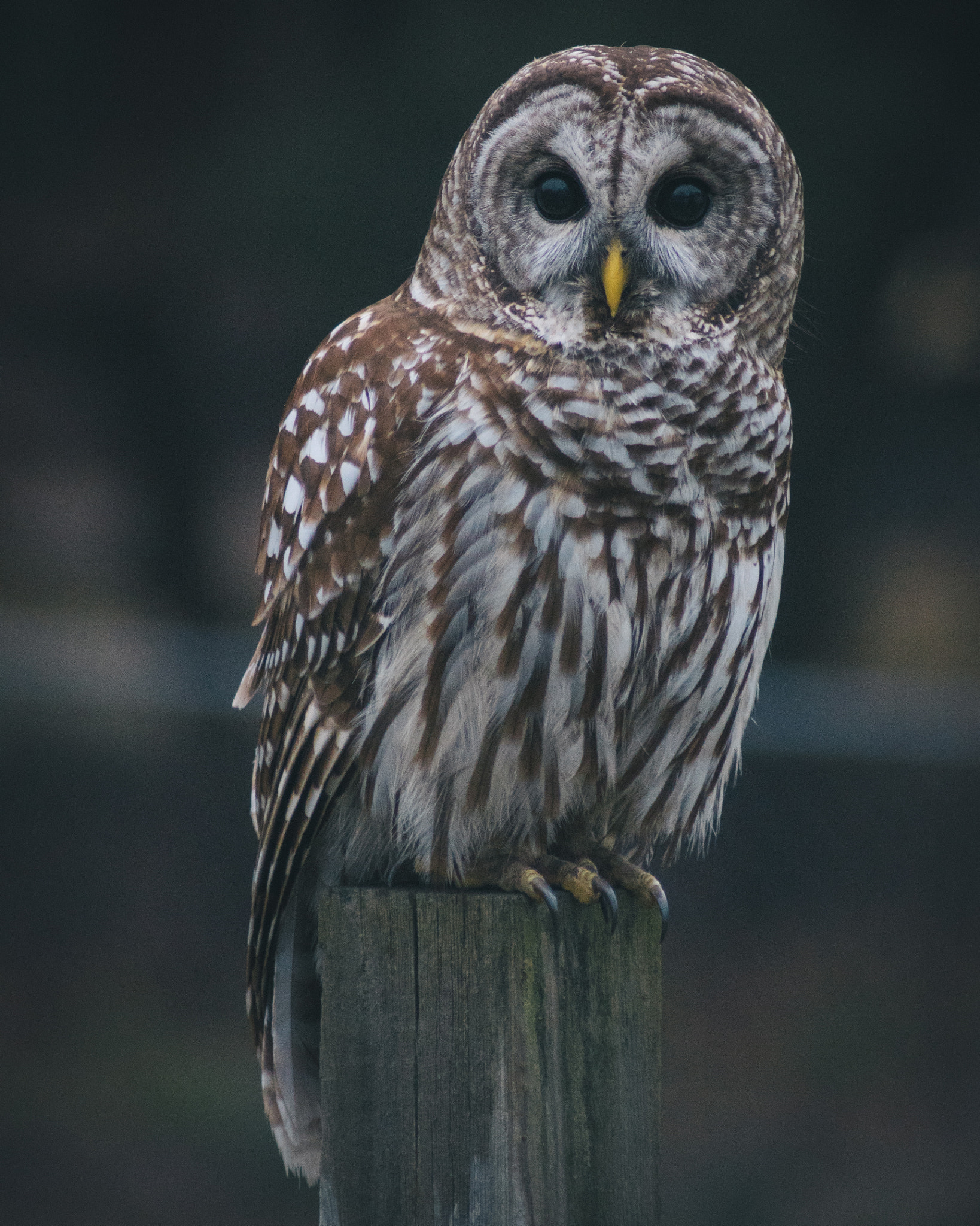 Sony 75-300mm F4.5-5.6 sample photo. Owl photography