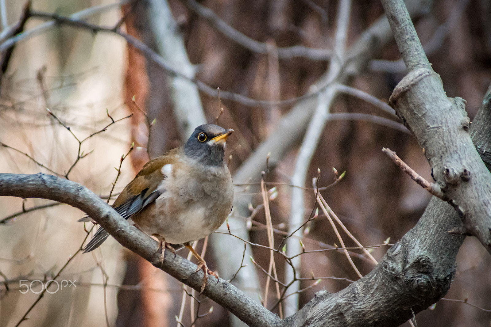 Pentax K-S2 + Sigma sample photo. Pale thrush photography