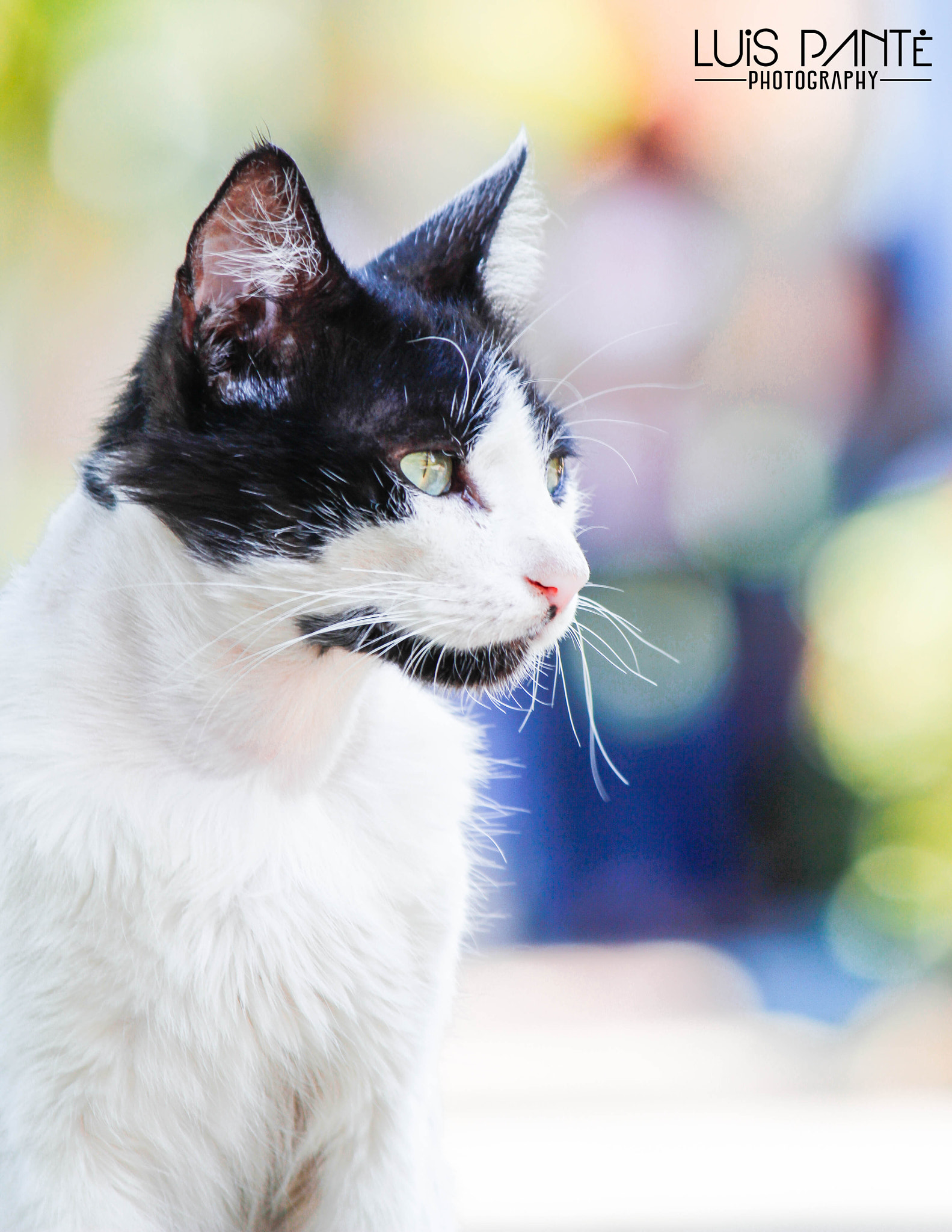 Canon EF-S 55-250mm F4-5.6 IS sample photo. Attetive photography