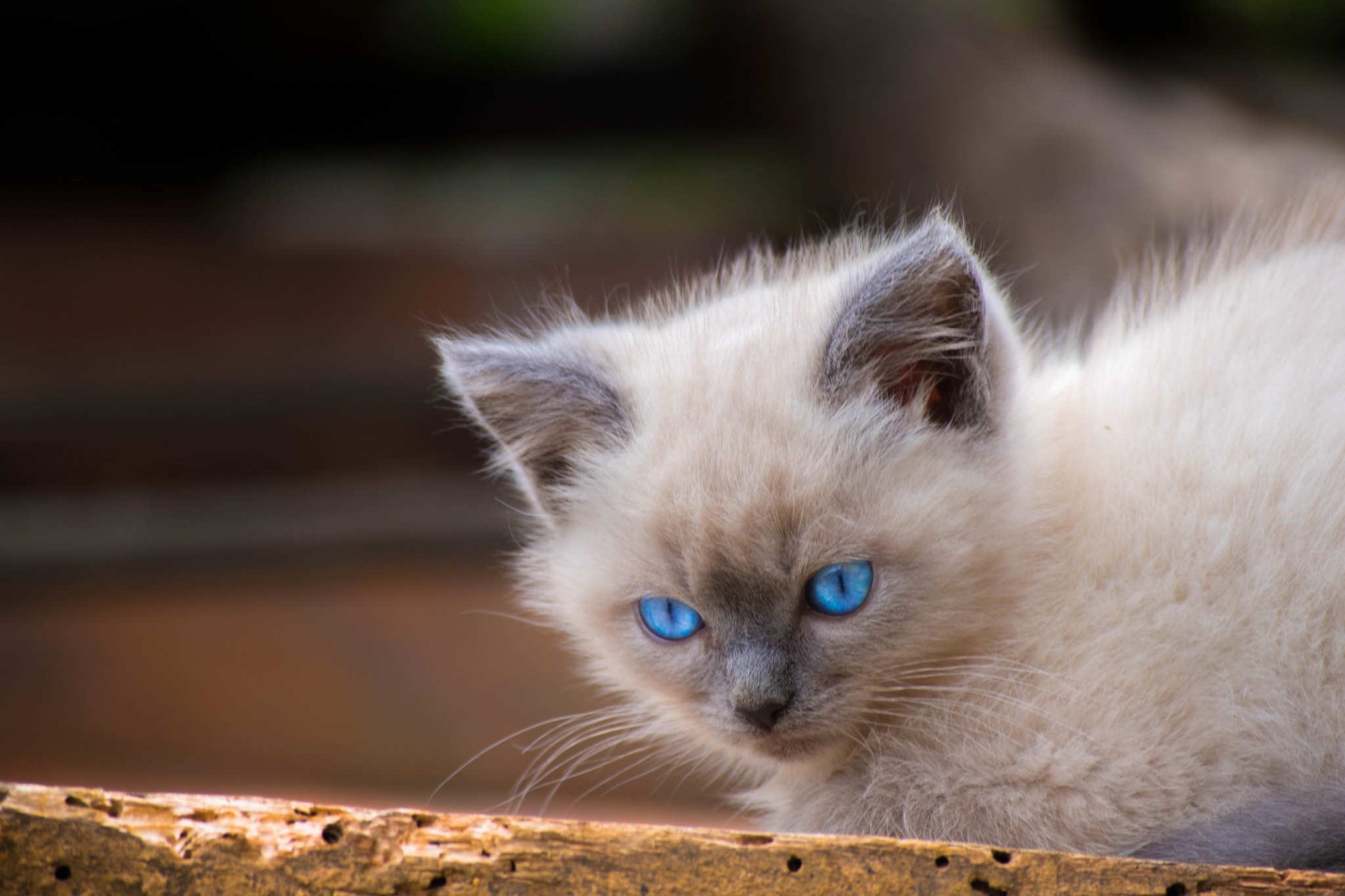 Nikon D5500 sample photo. Little cat photography