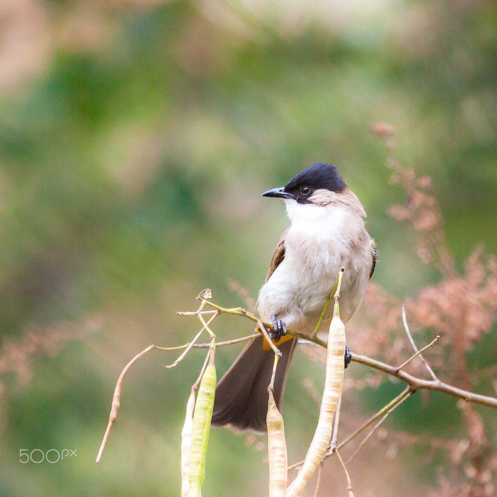 Canon EOS 5D Mark II sample photo. Bird in guizhou photography