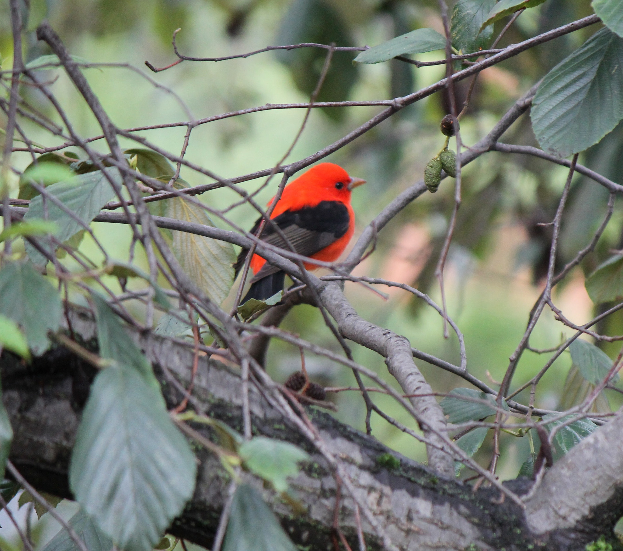 Canon EF-S 55-250mm F4-5.6 IS II sample photo