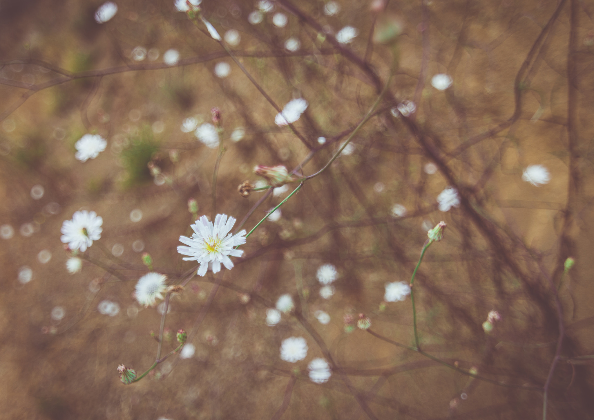 Nikon D3200 sample photo. On barren land photography
