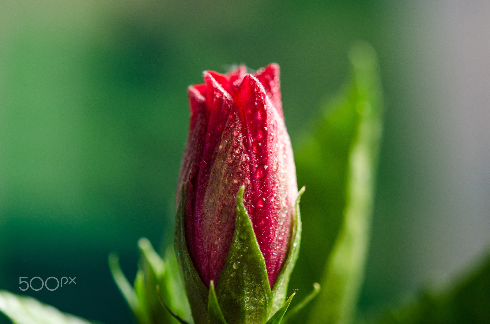 Nikon AF-S Micro-Nikkor 60mm F2.8G ED sample photo. Dsc photography