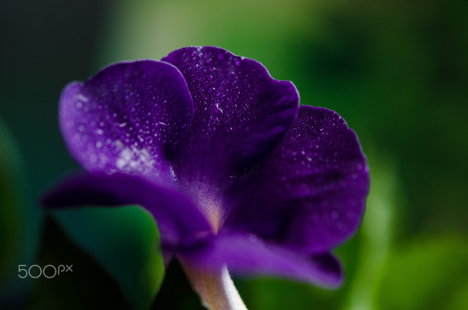 Nikon AF-S Micro-Nikkor 60mm F2.8G ED sample photo. Dsc photography