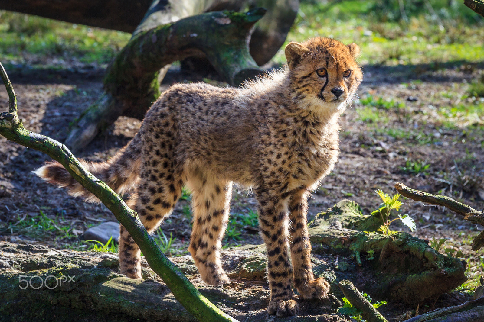 Canon EF 70-200mm F4L IS USM sample photo. Young cheetah portrait photography