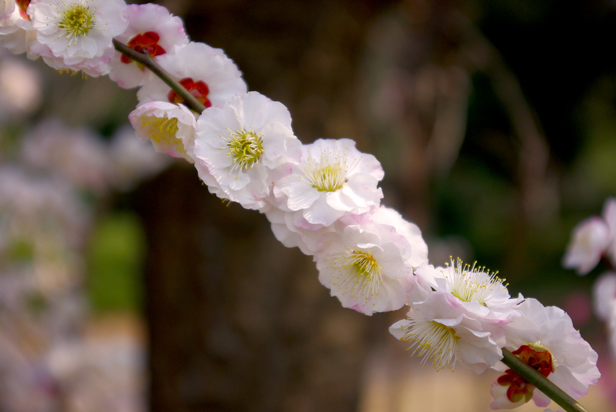 Pentax K-m (K2000) sample photo. Sakura under spring sunlight photography