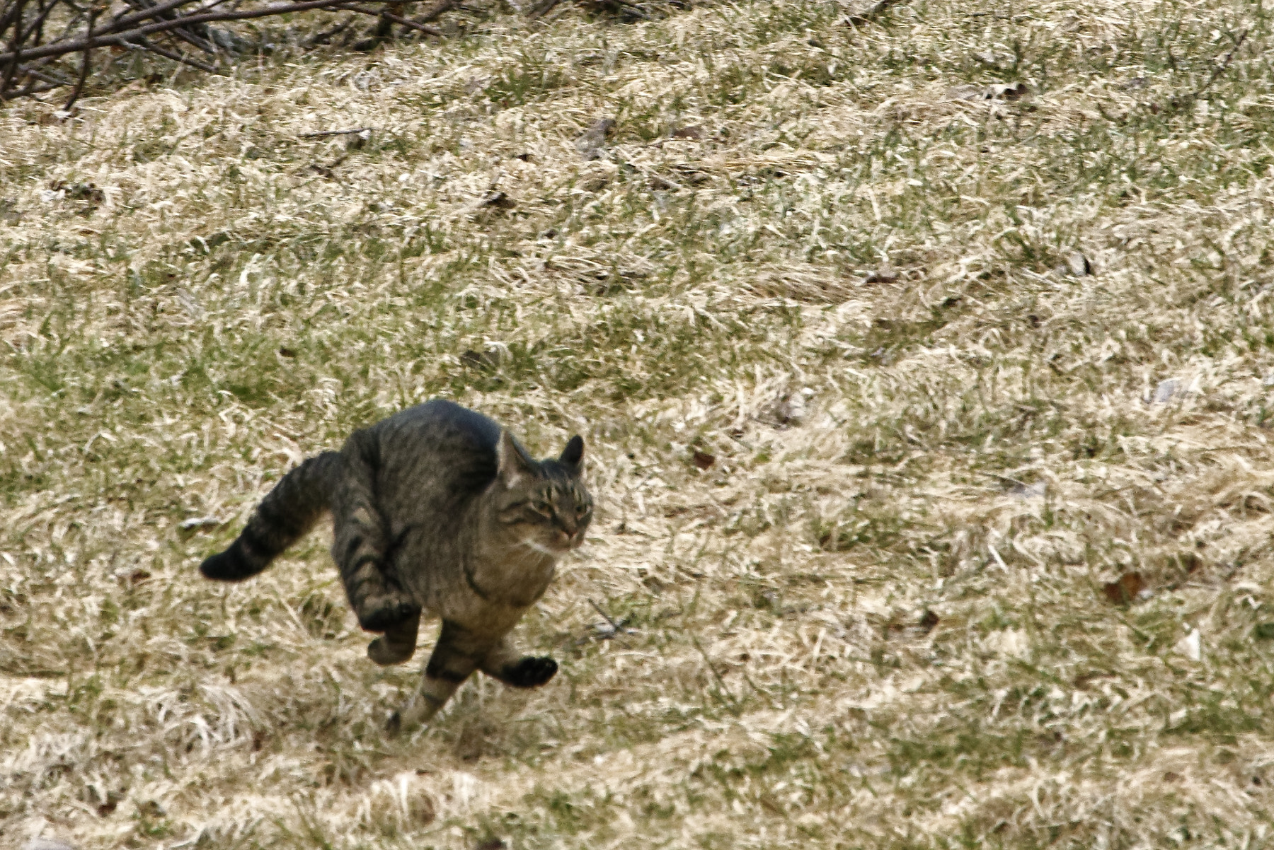 Nikon D800E sample photo. Cold cat running home when called photography